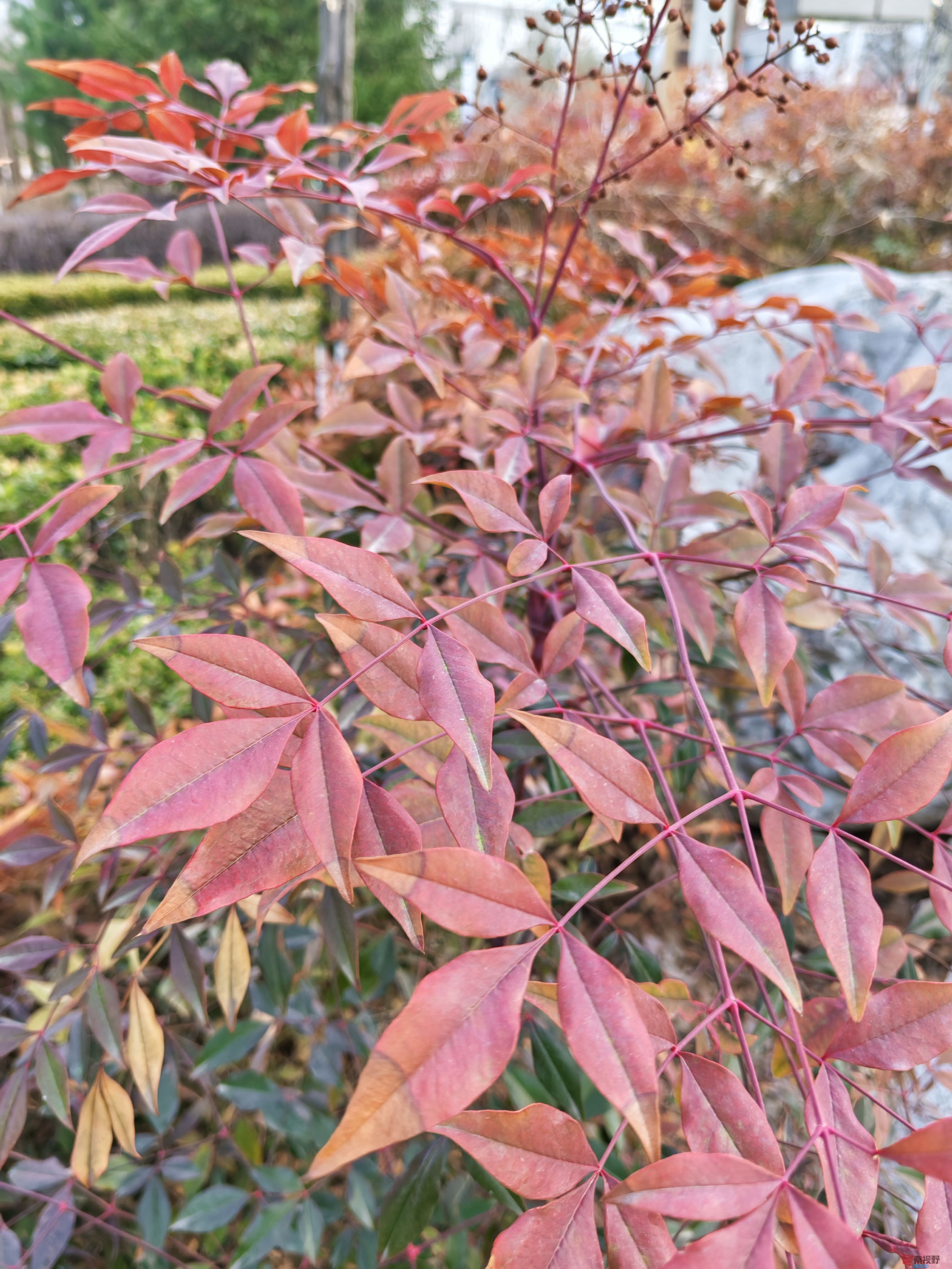 红叶IMG_20250306_165725 (3).jpg