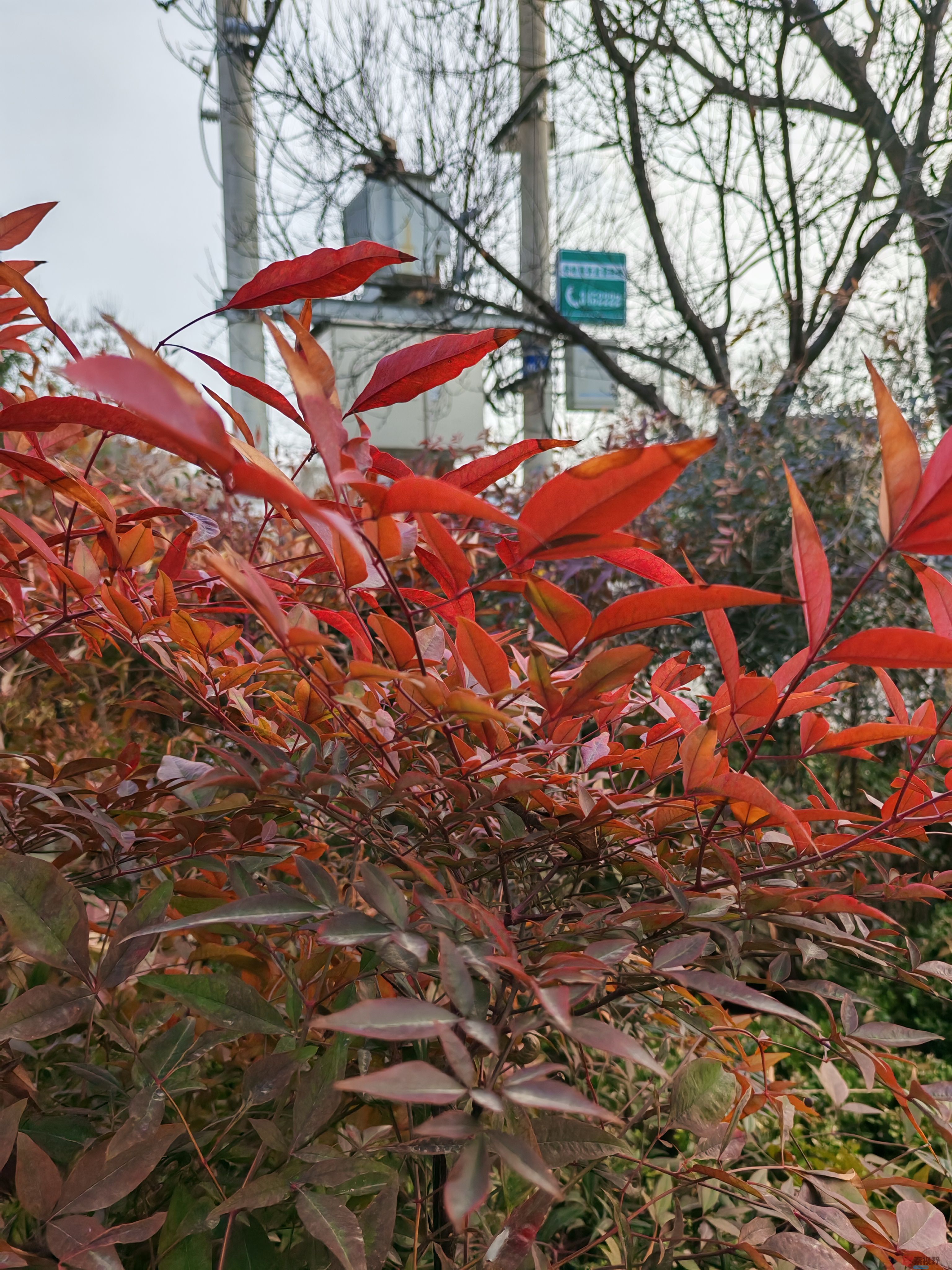 红叶IMG_20250306_165725 (4).jpg