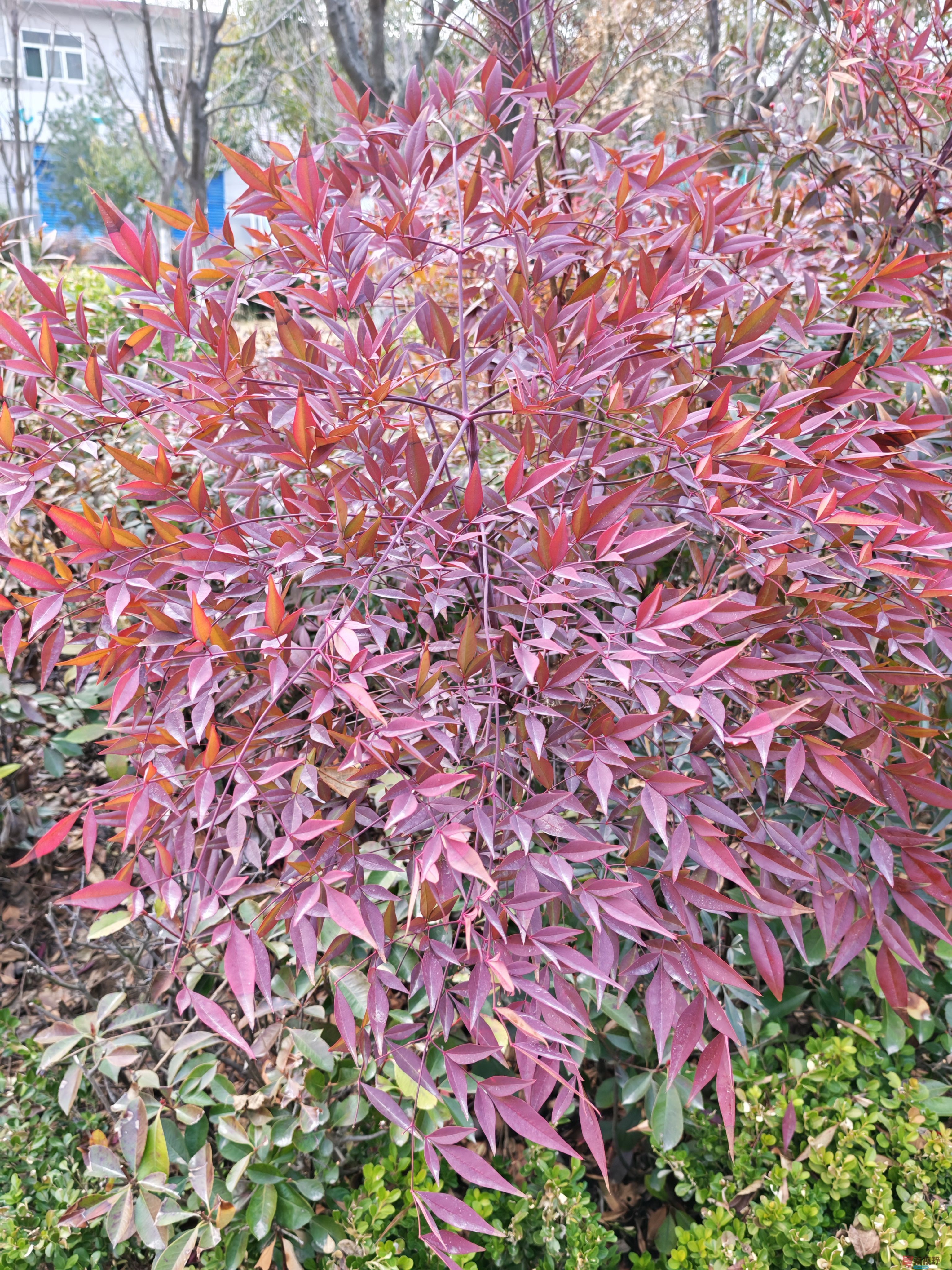红叶IMG_20250306_165725 (8).jpg