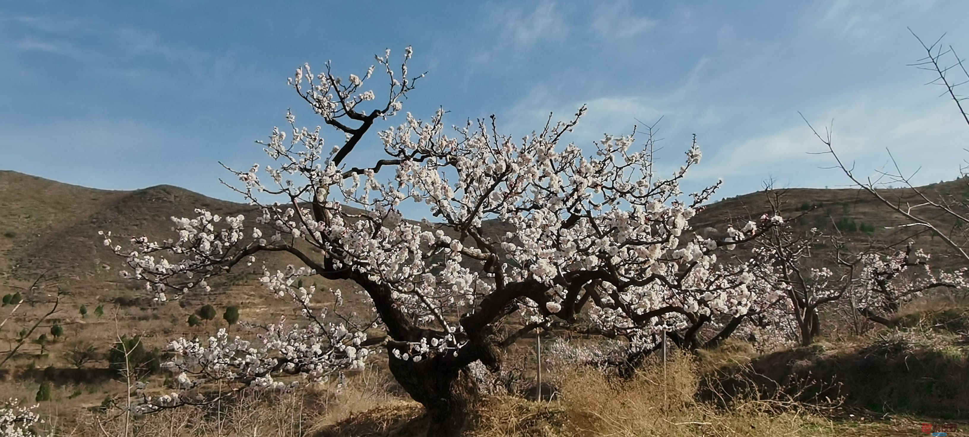 渭南富平曹村桃花源的美景【摄影铜川刘英林】