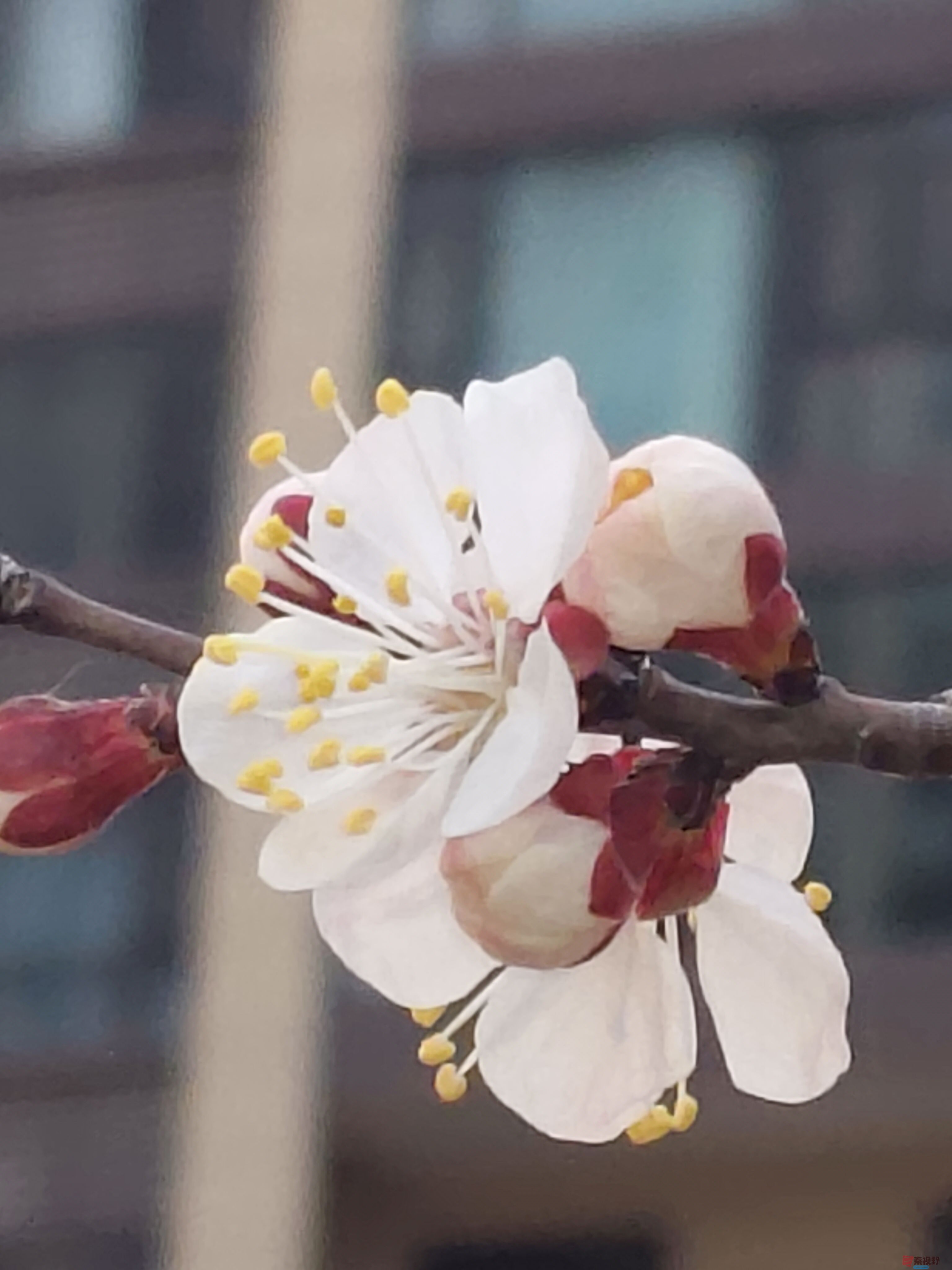 杏花吕卫东_20250323114745 (4).jpg