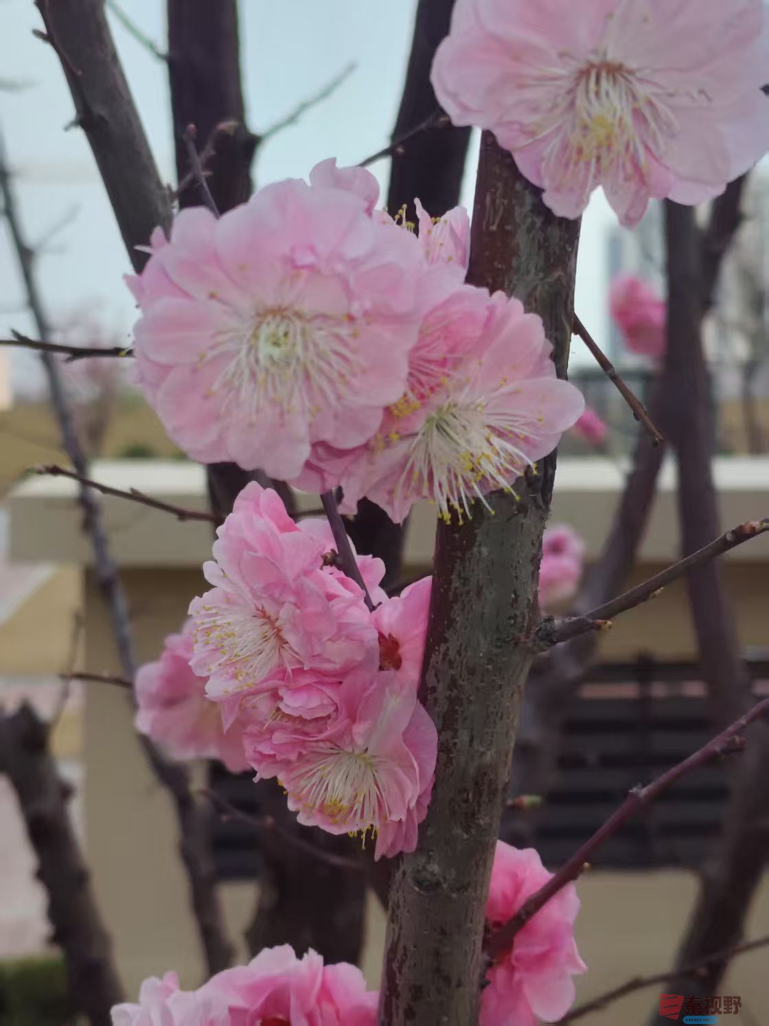 樱花吕卫东_20250323115021 (1).jpg
