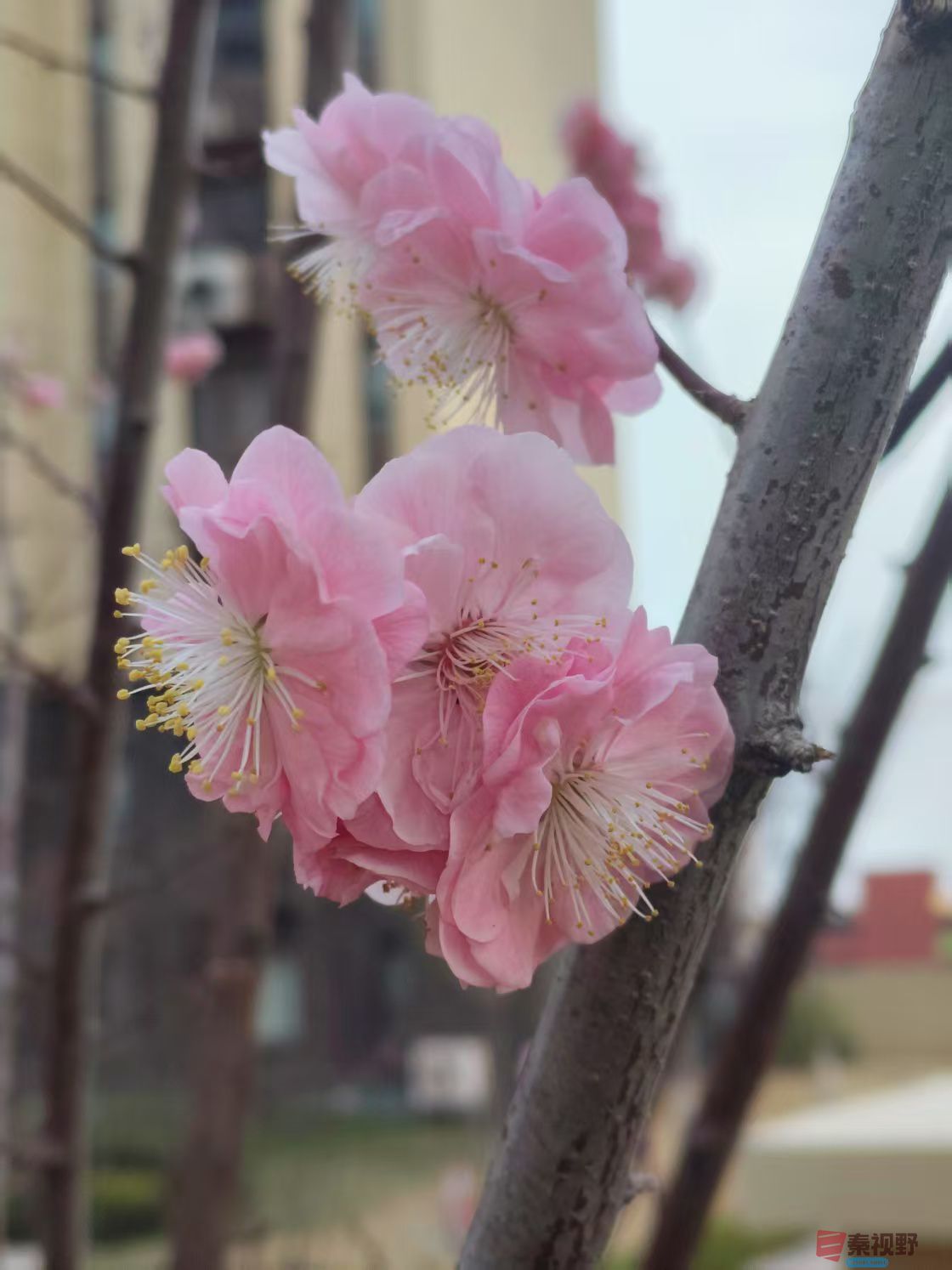 樱花盛开的季节里【摄影铜川吕卫东】
