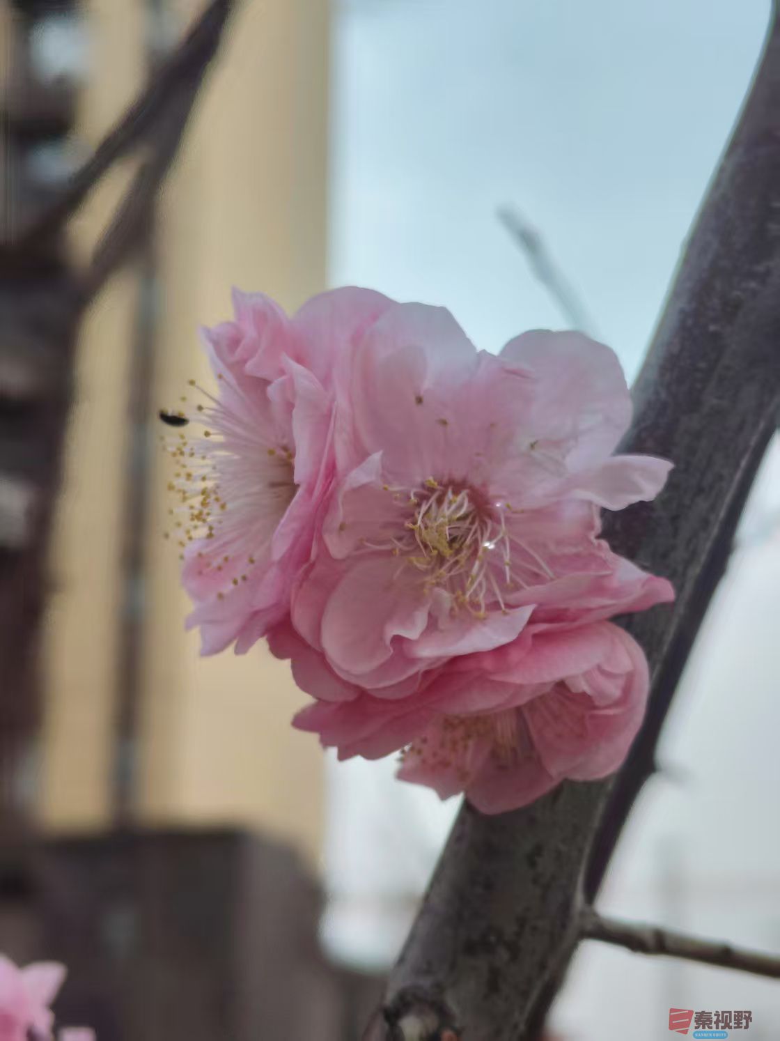 樱花吕卫东_20250323115021 (3).jpg