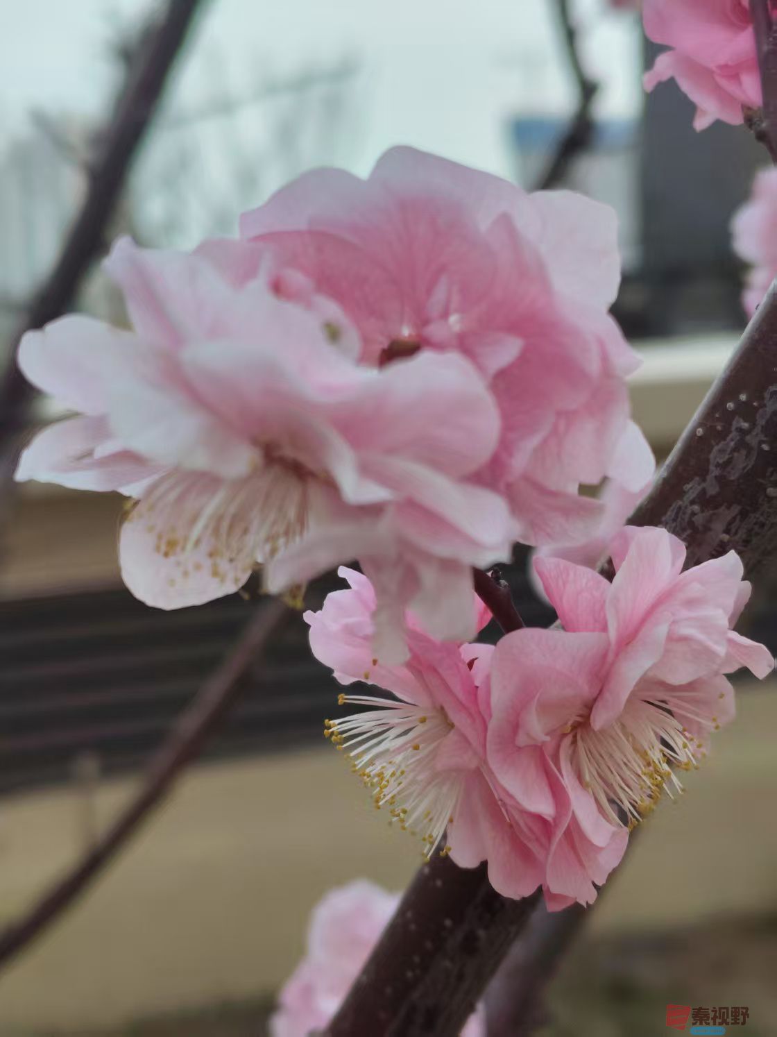 樱花吕卫东_20250323115021 (2).jpg