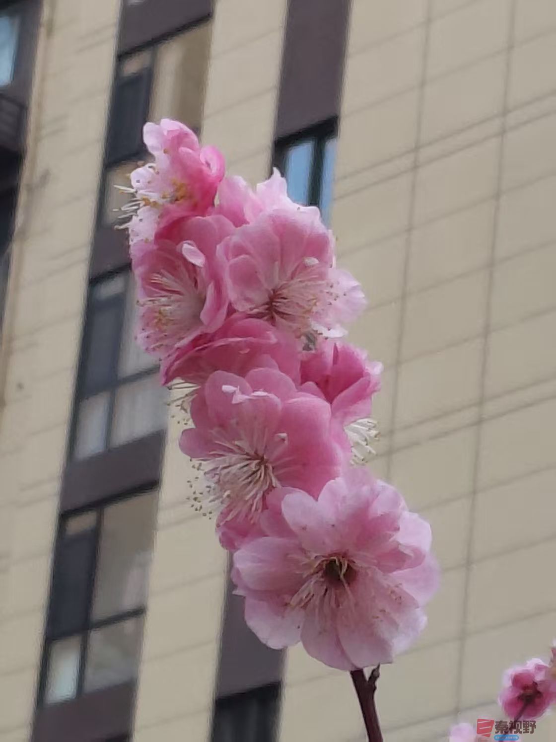 樱花吕卫东_20250323115038 (2).jpg