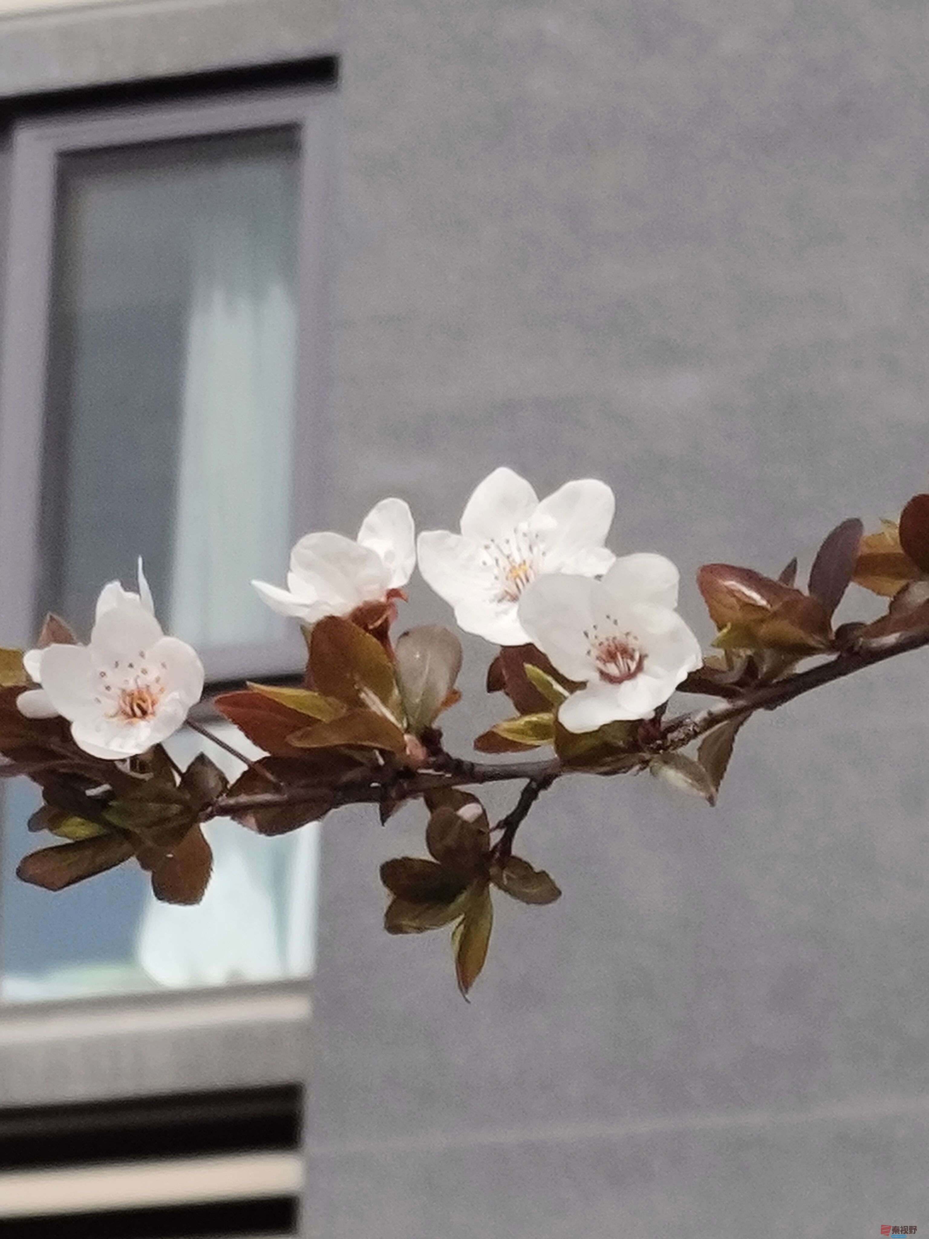 红叶李吕卫东_20250323115340 (3).jpg