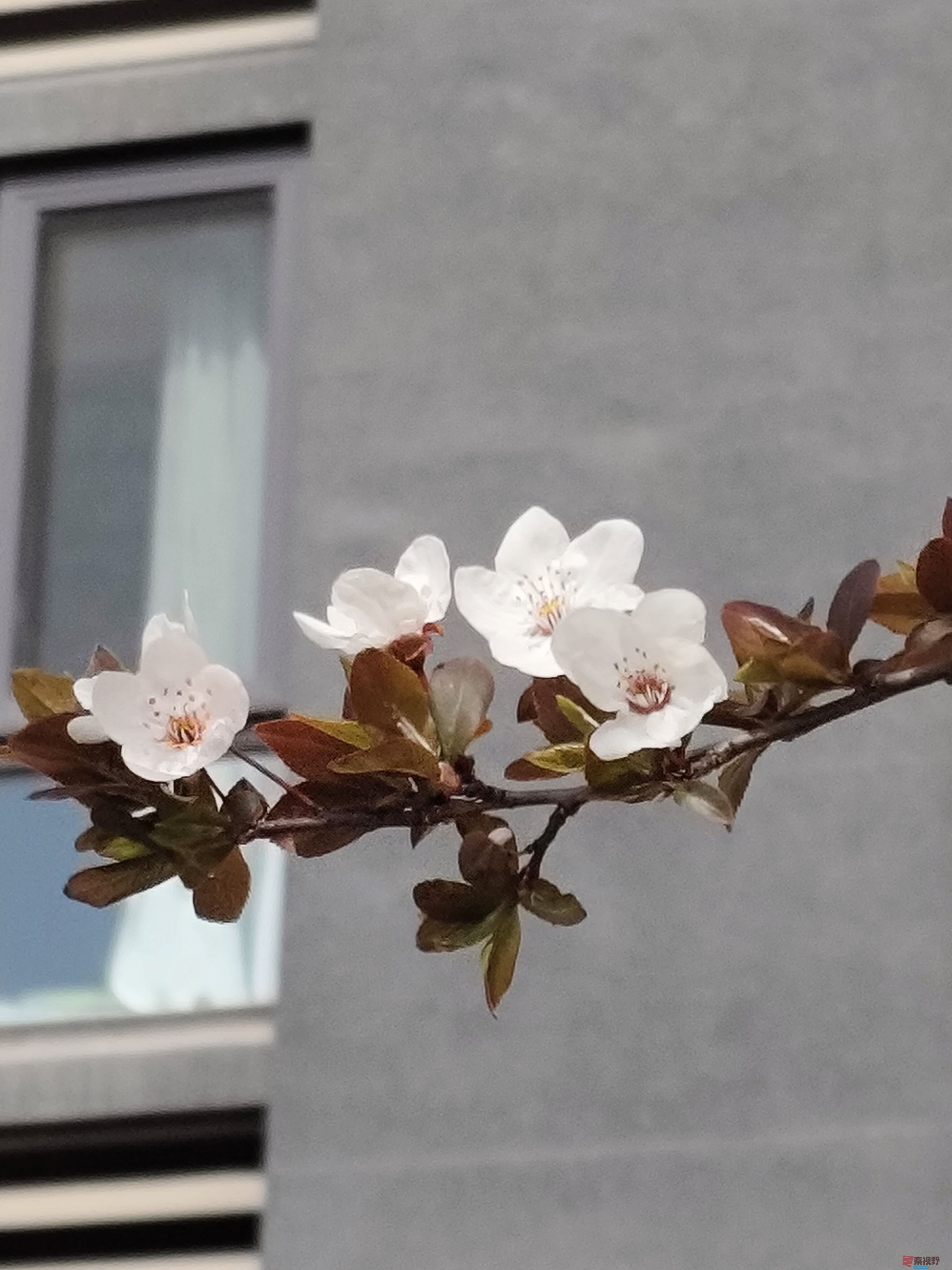 红叶李吕卫东_20250323115340 (4).jpg