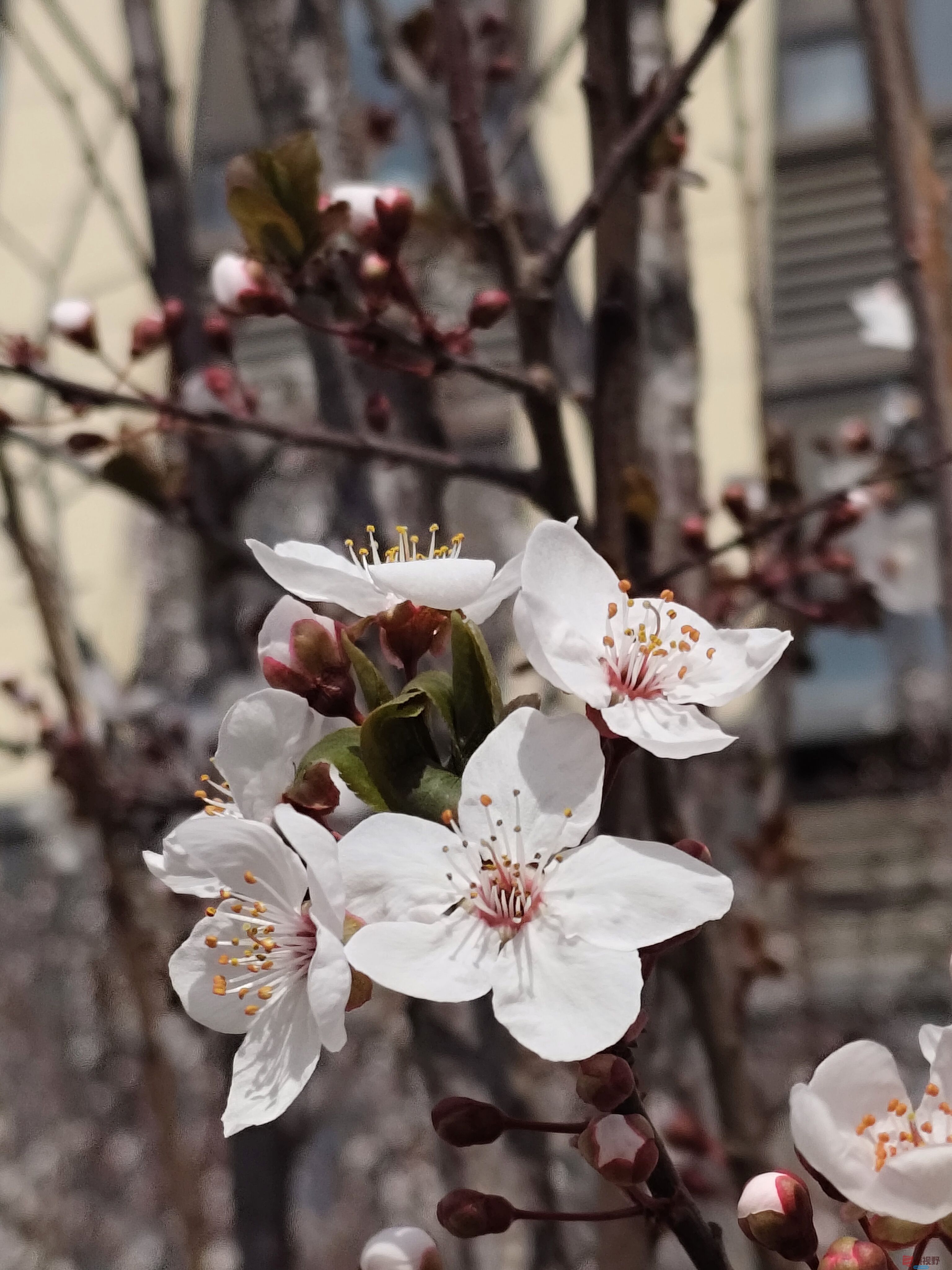 红叶李吕卫东_20250323115340 (8).jpg