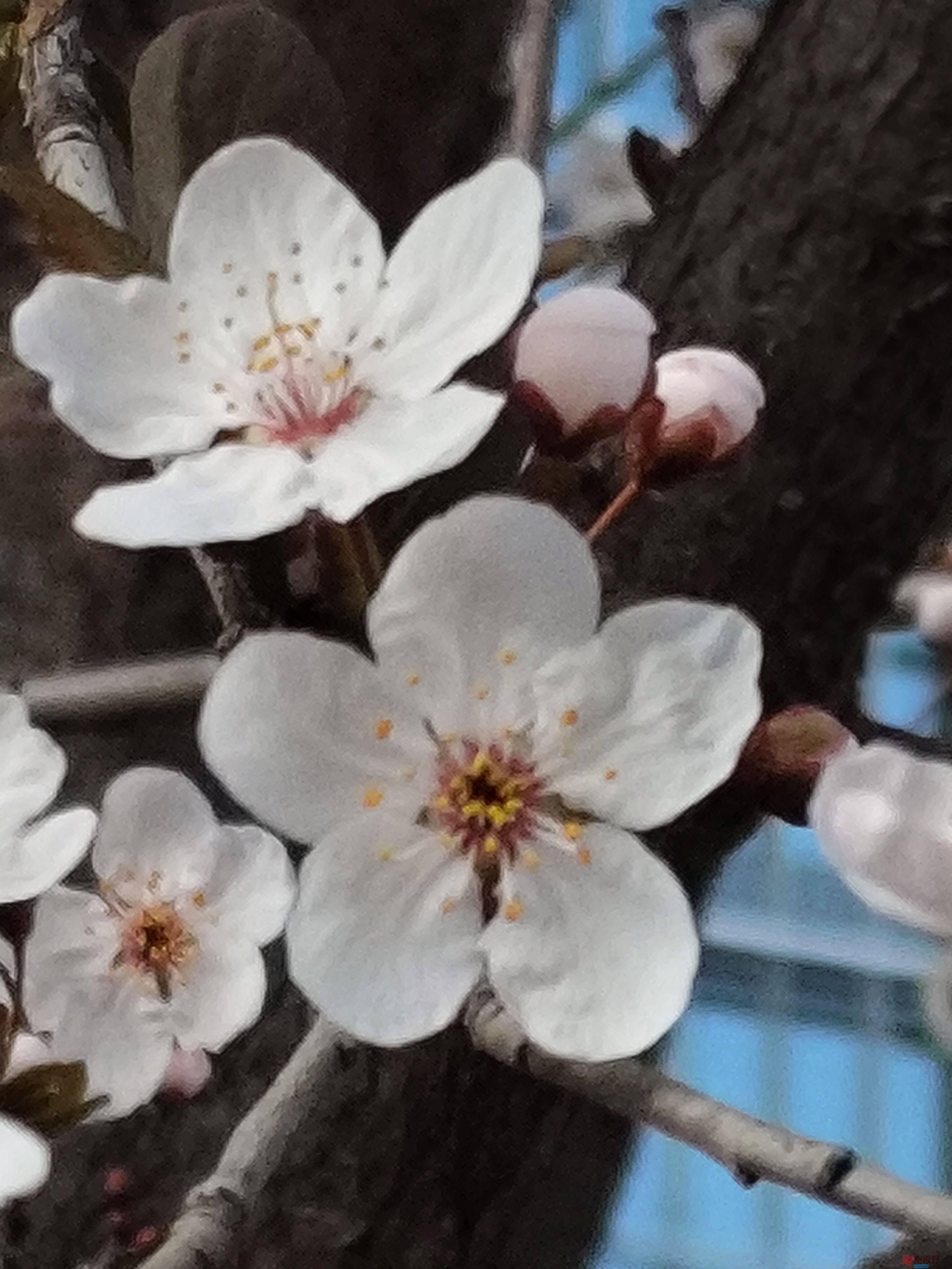 红叶李花味香飘万里【摄影铜川吕卫东】