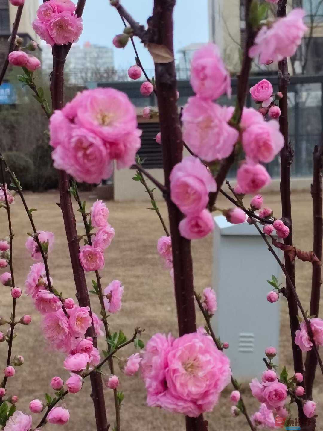 春天悄悄到我家【摄影吕卫东】