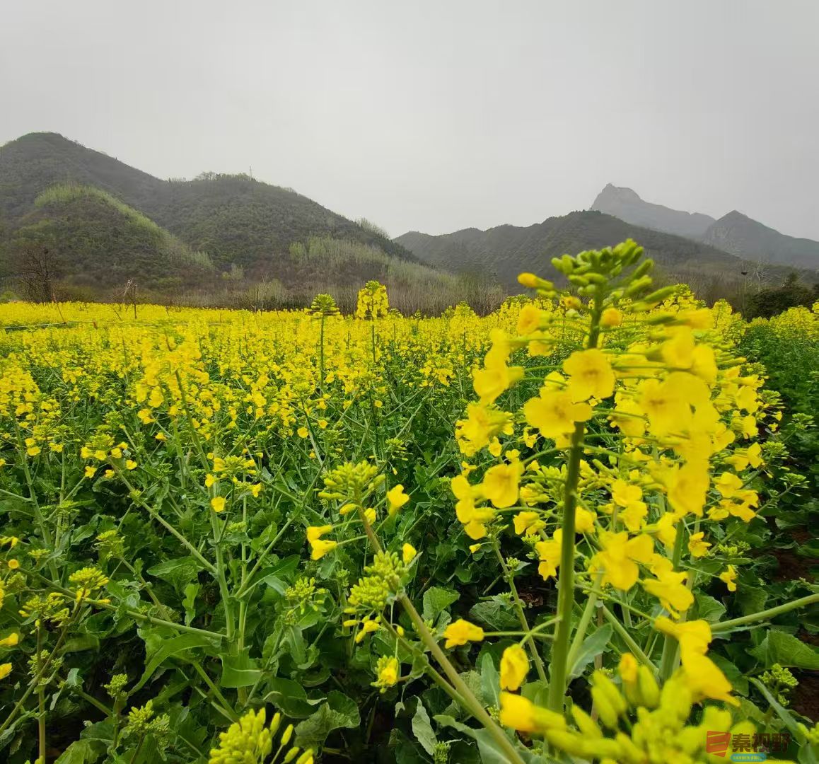 终南山下油菜花