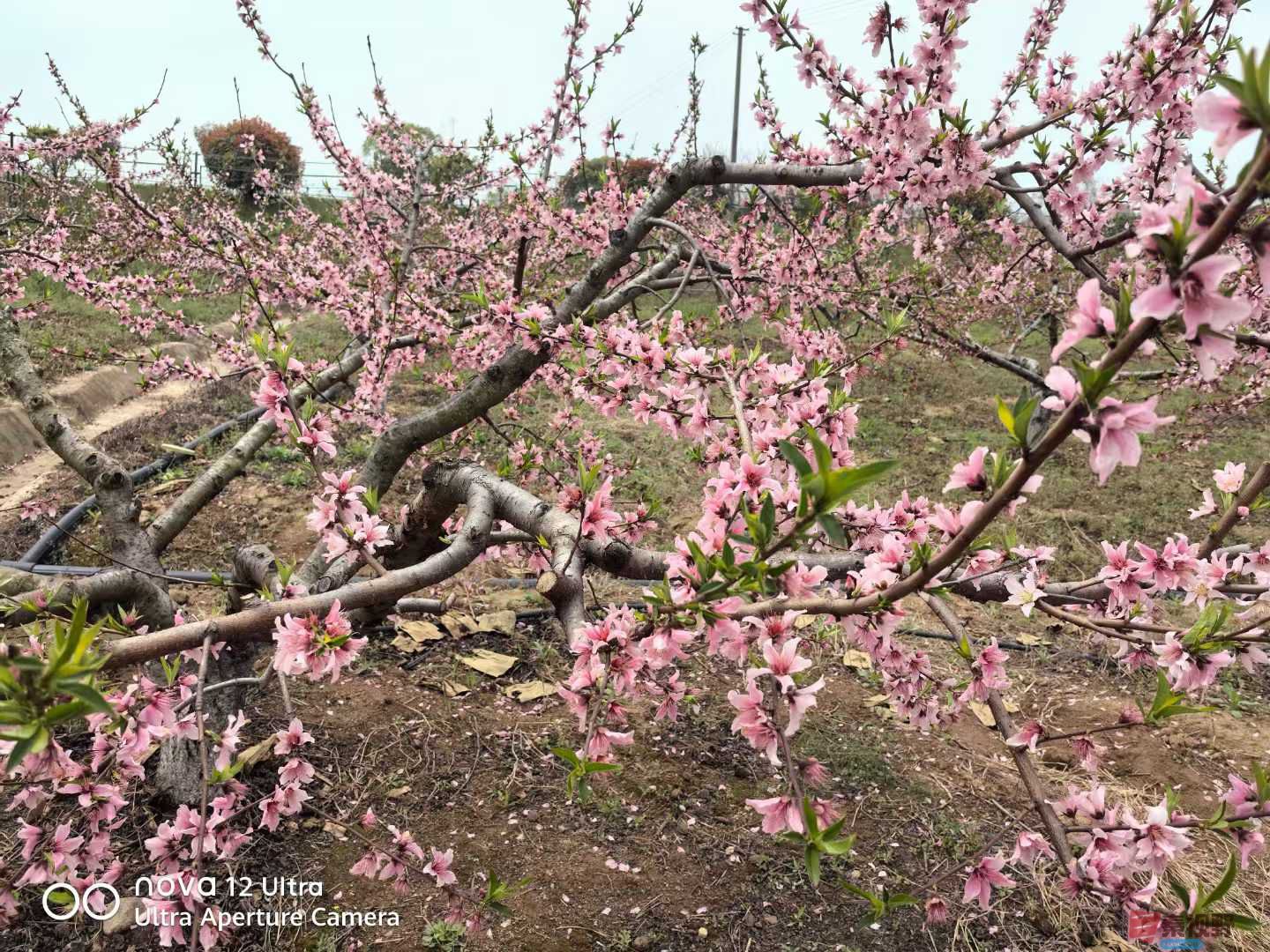 王子文_20250401150748 (3).jpg