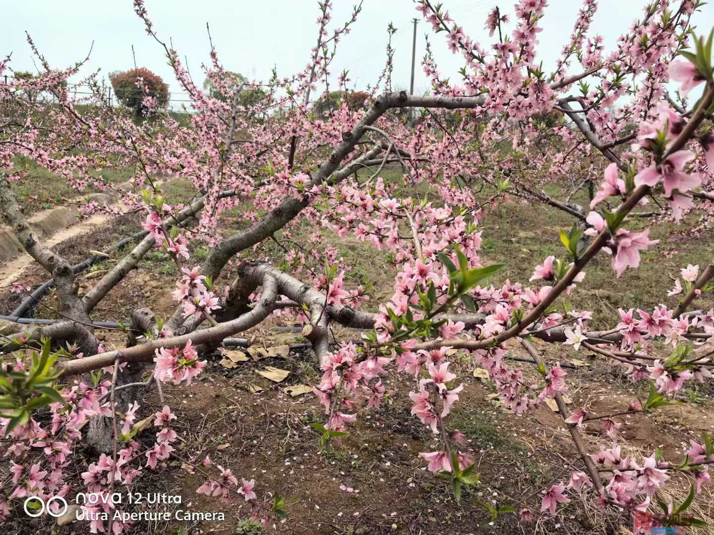 神鹰庄园桃花开【摄影王子文】