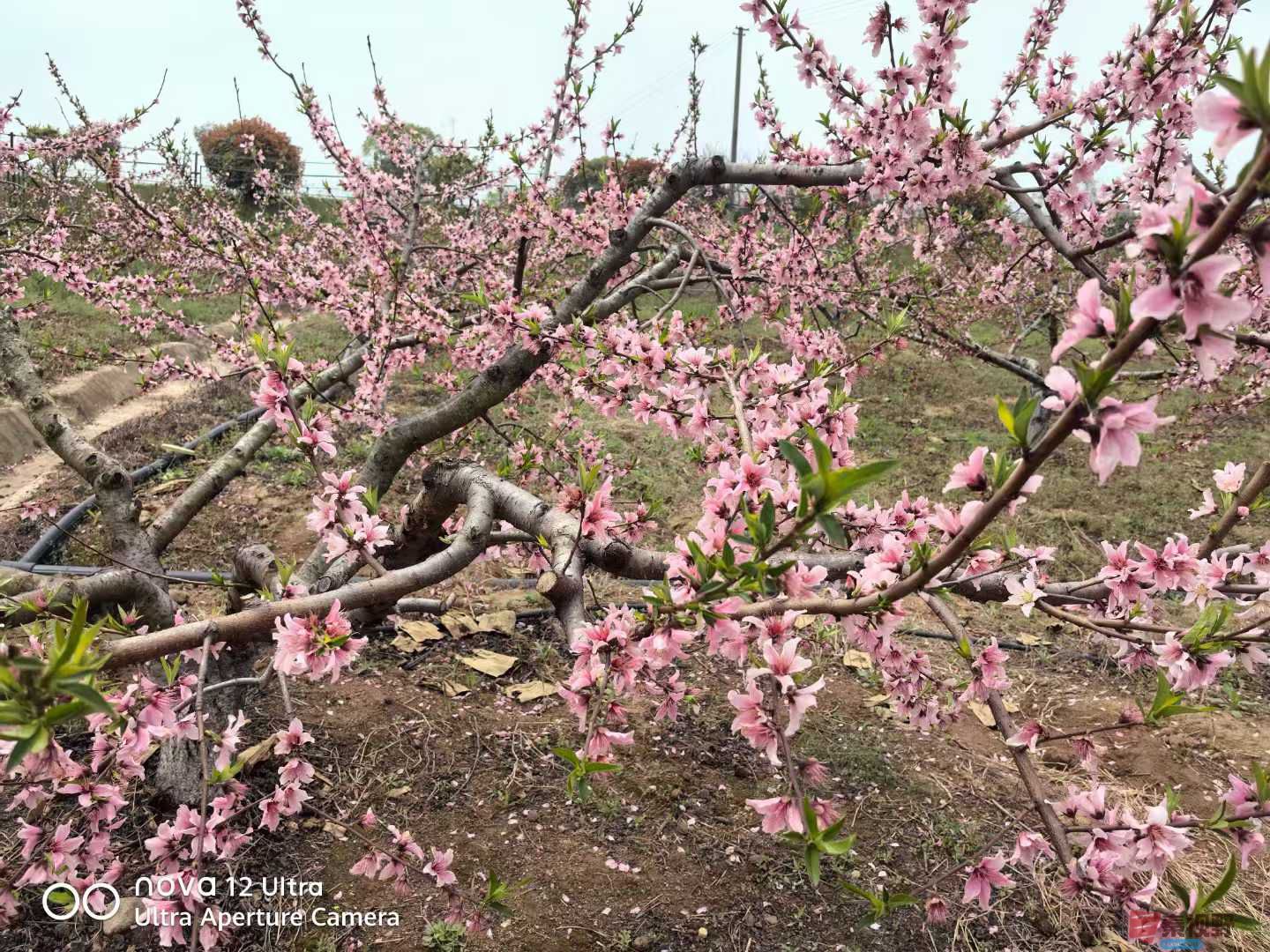 王子文_20250401150748 (9).jpg