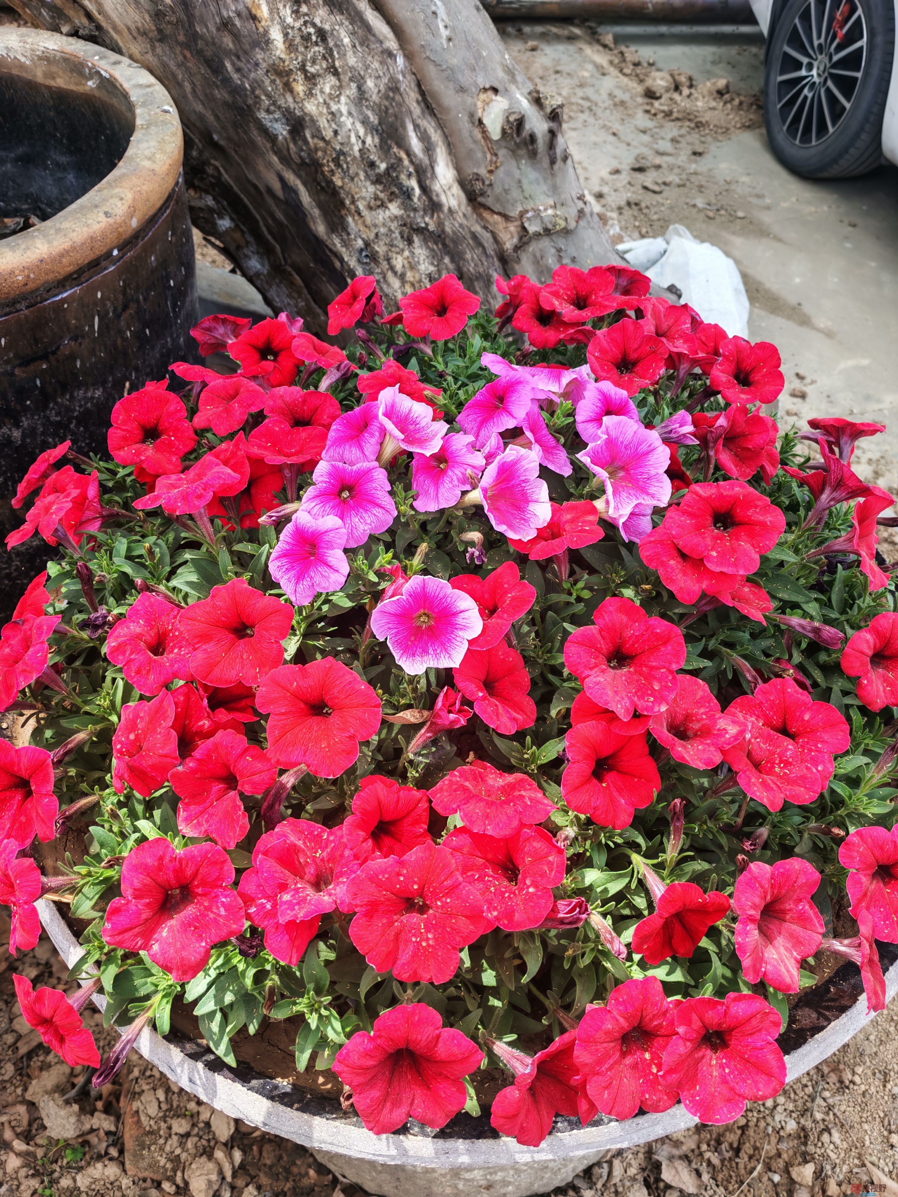 IMG_20250406_114237.jpg
