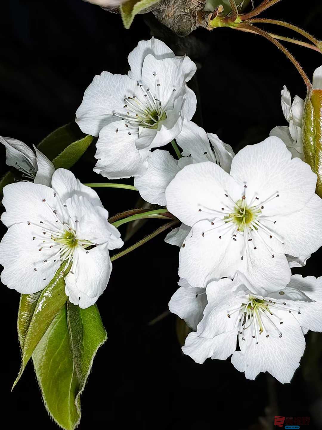梨花盛开的季节里【摄影吕卫东】