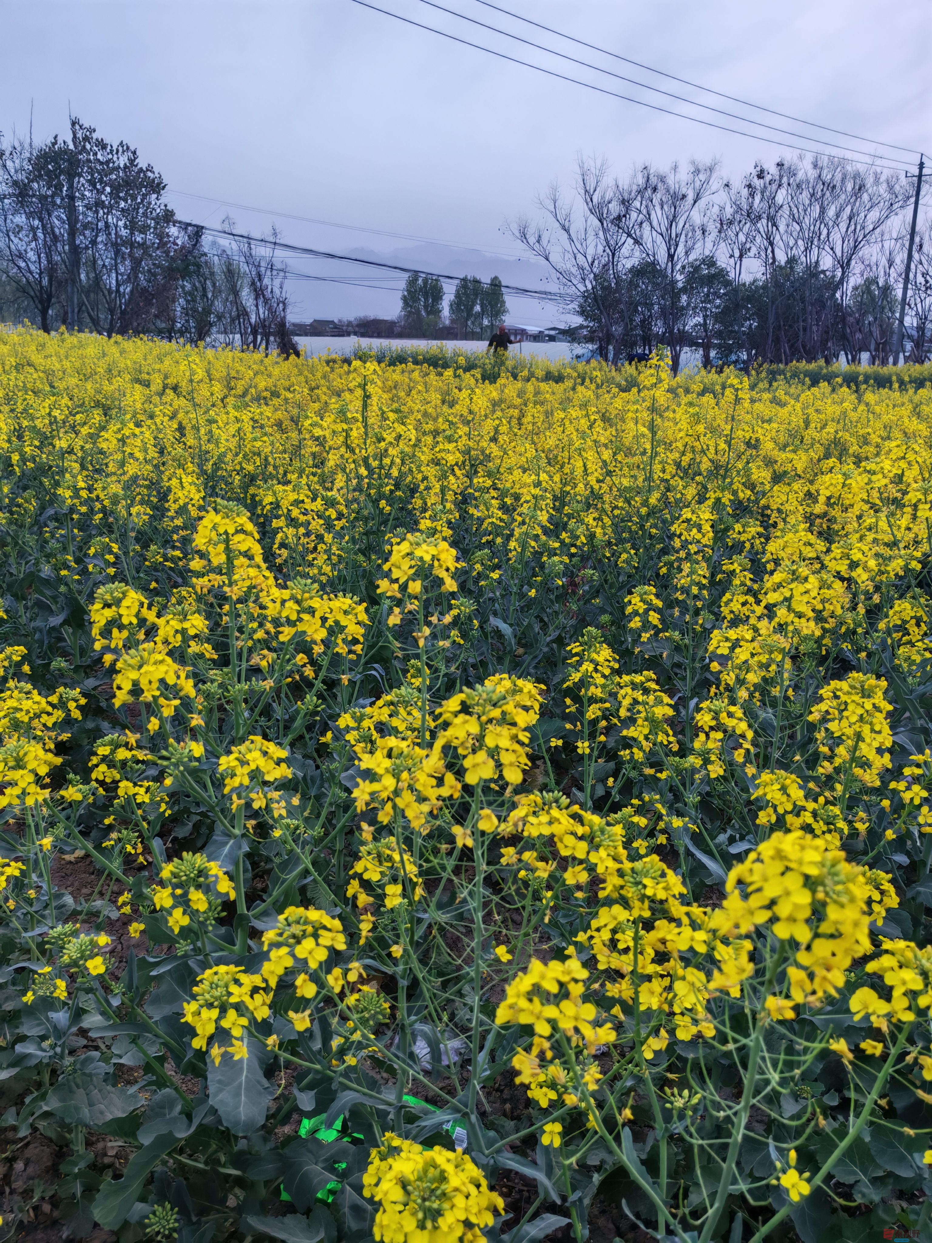终南山下油菜花【摄影周春辉】