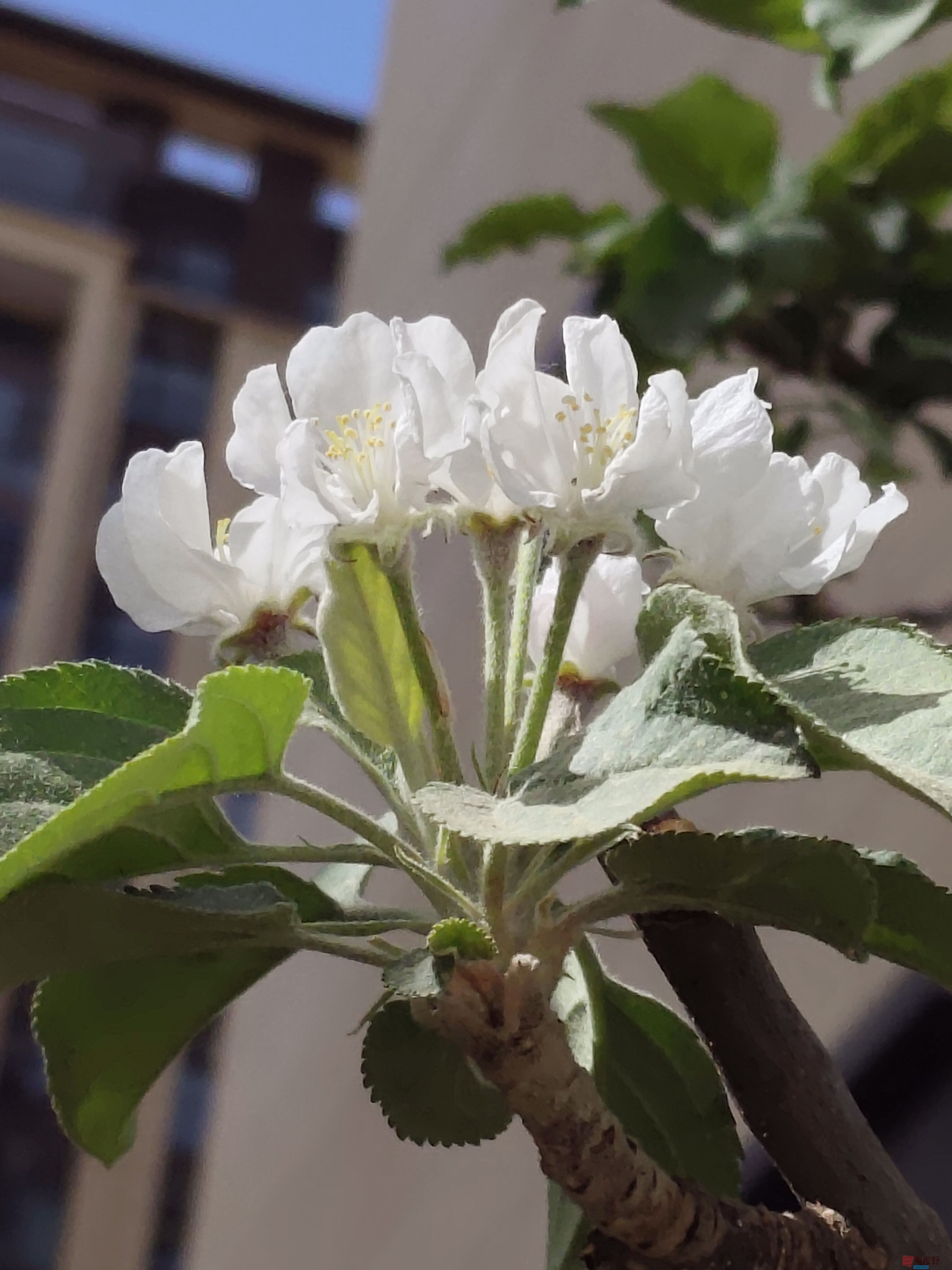 苹果花开庭院香【摄影吕卫东】