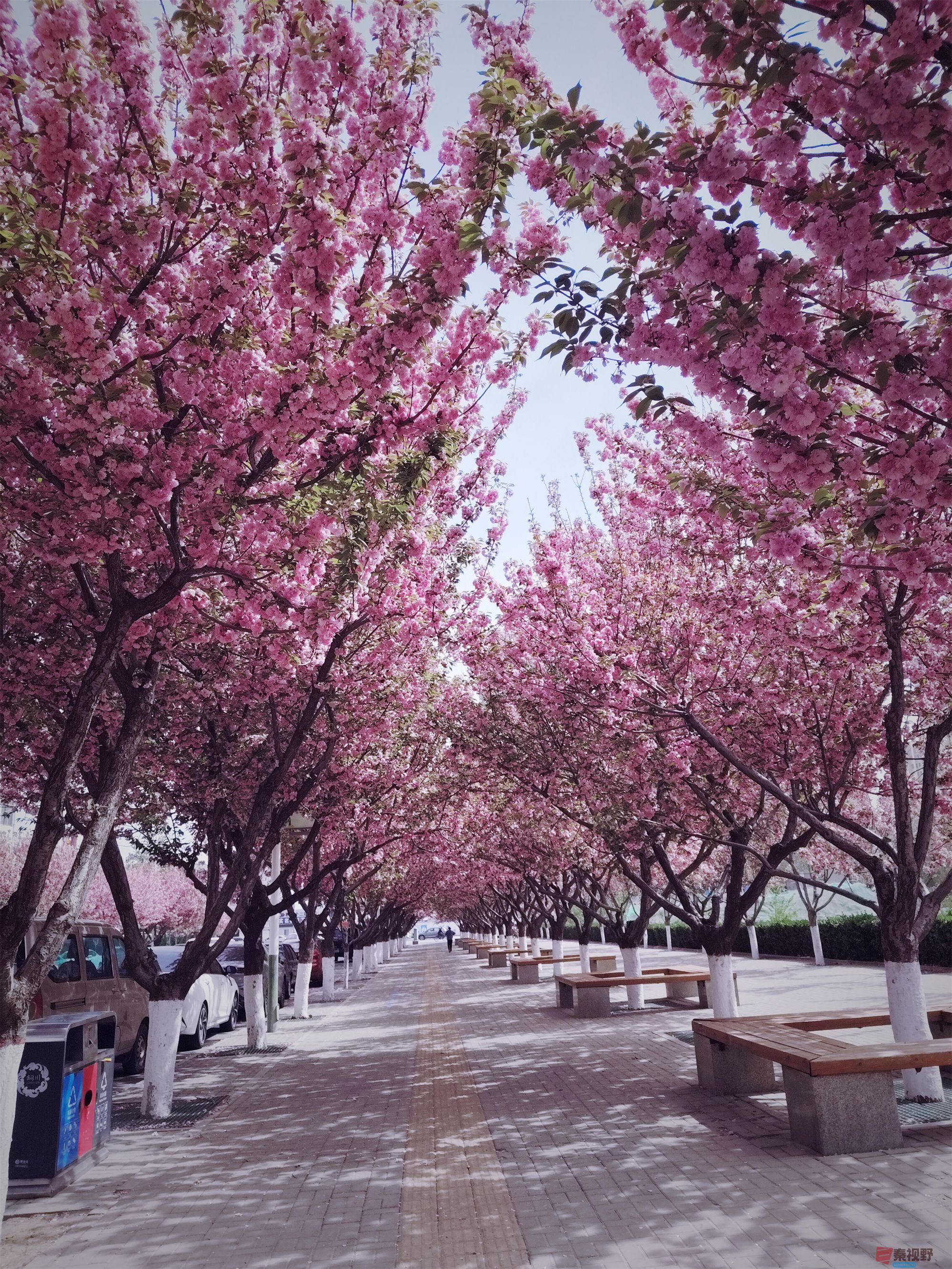 铜川新区的樱花大道【摄影吕卫东】