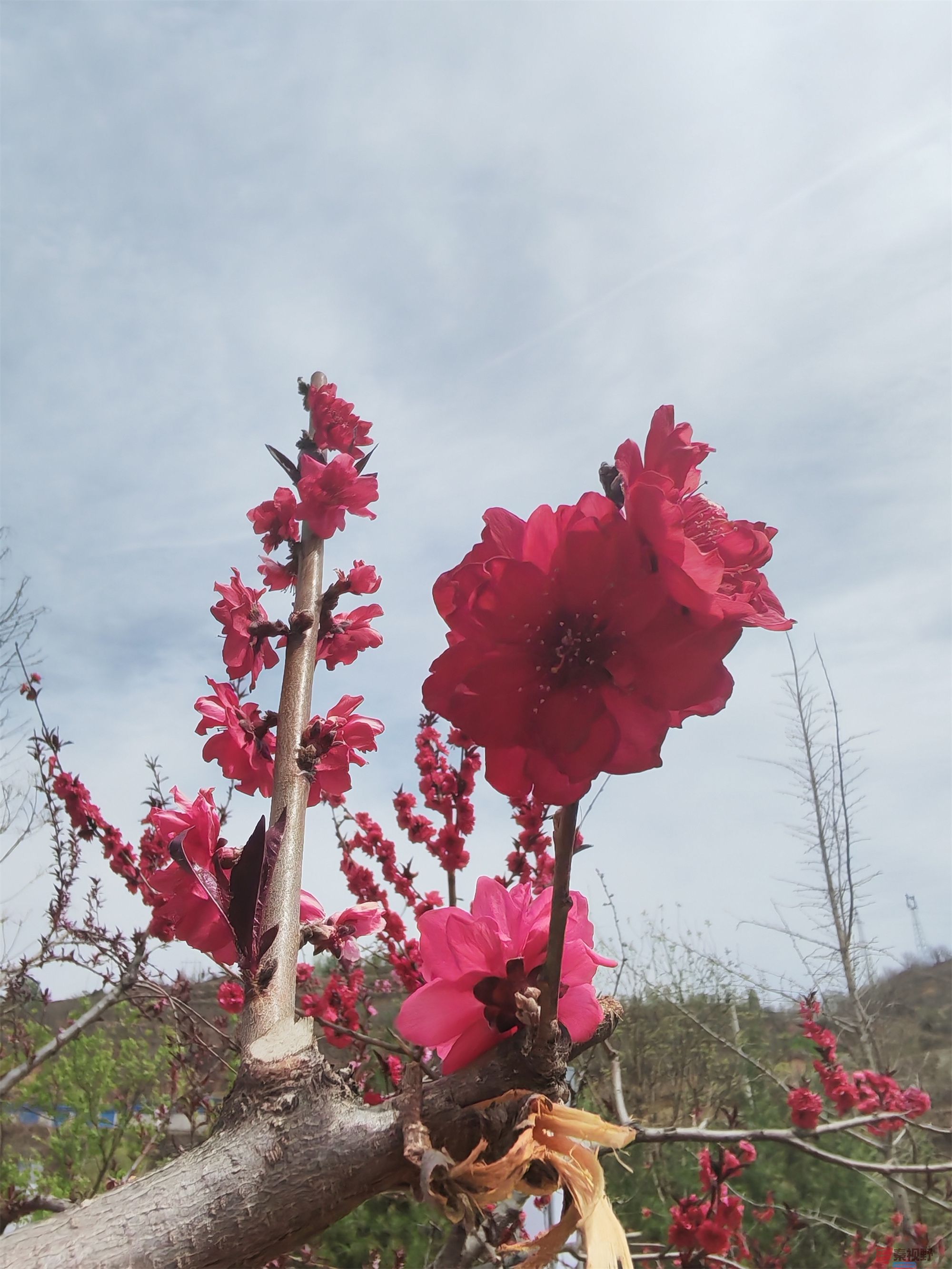压缩MG_20250415_122635 (15).jpg