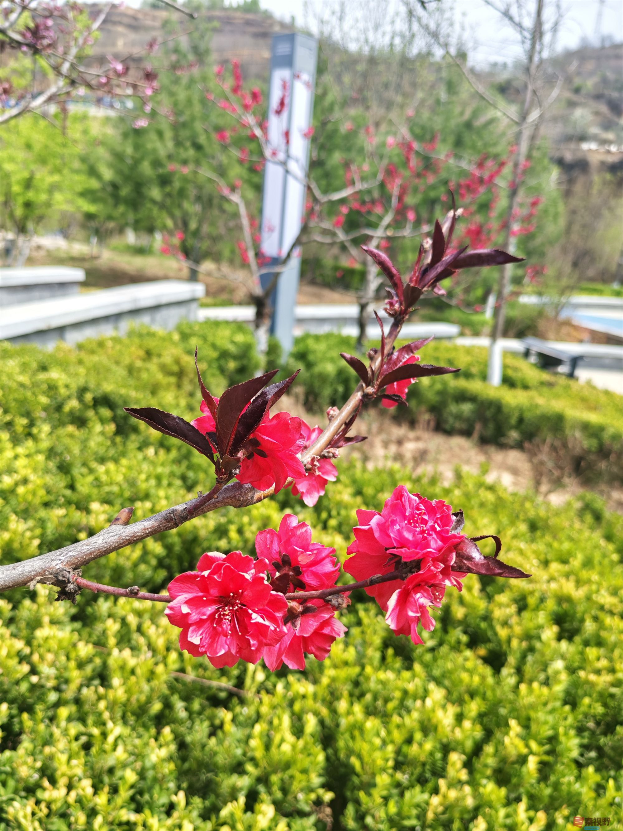 压缩MG_20250415_122635 (17).jpg