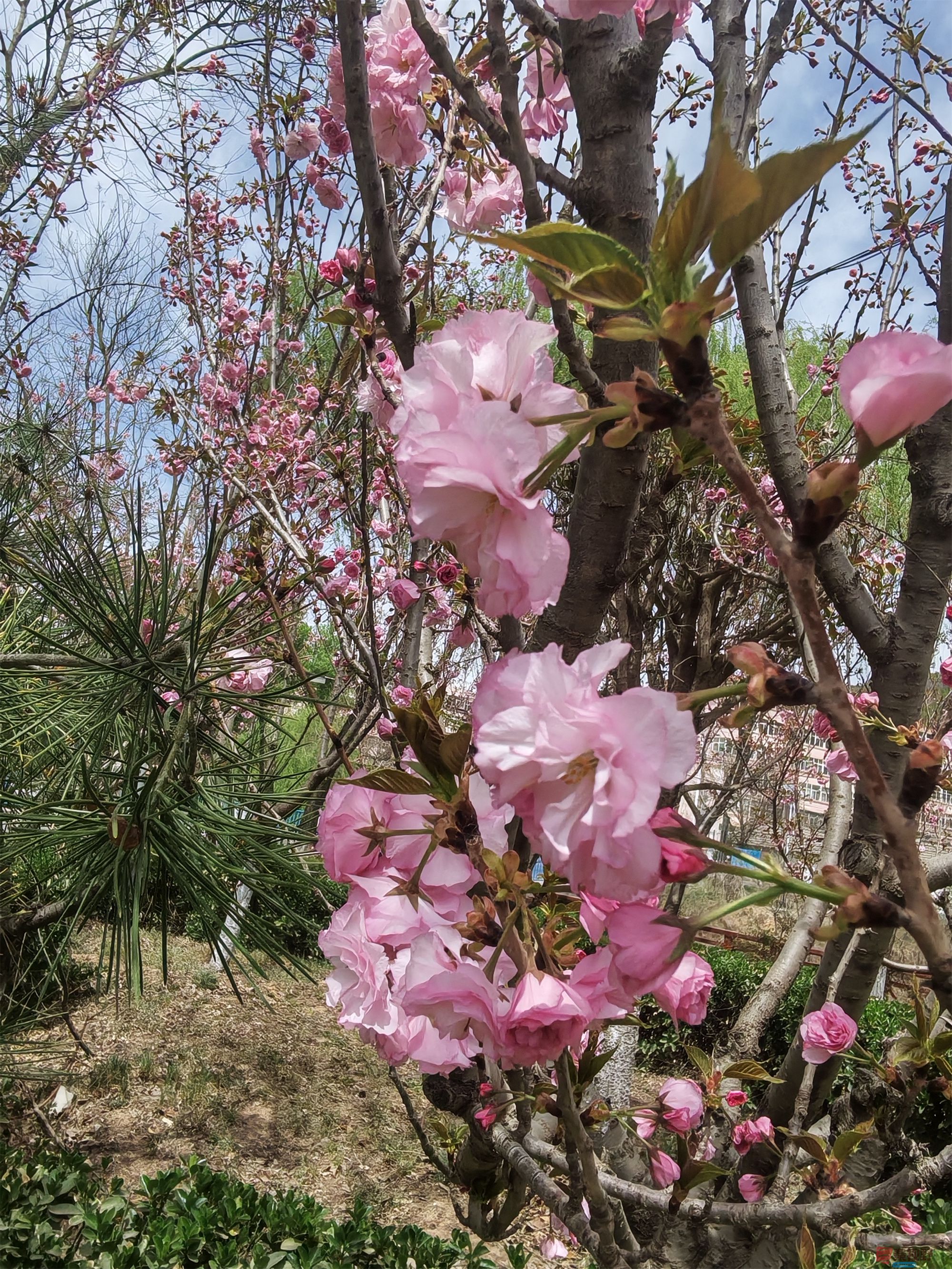 压缩MG_20250415_122635 (44).jpg