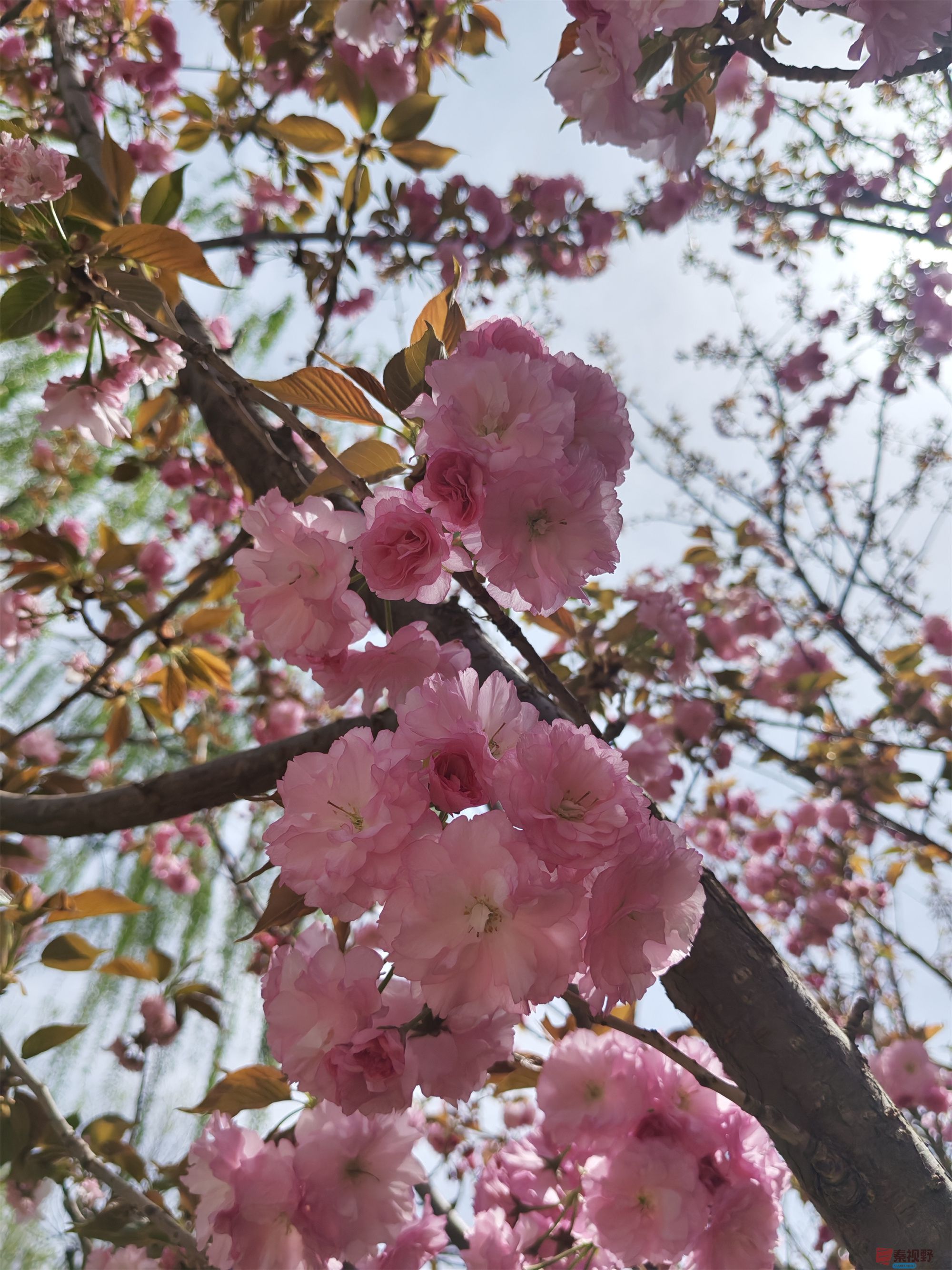 压缩MG_20250415_122635 (49).jpg
