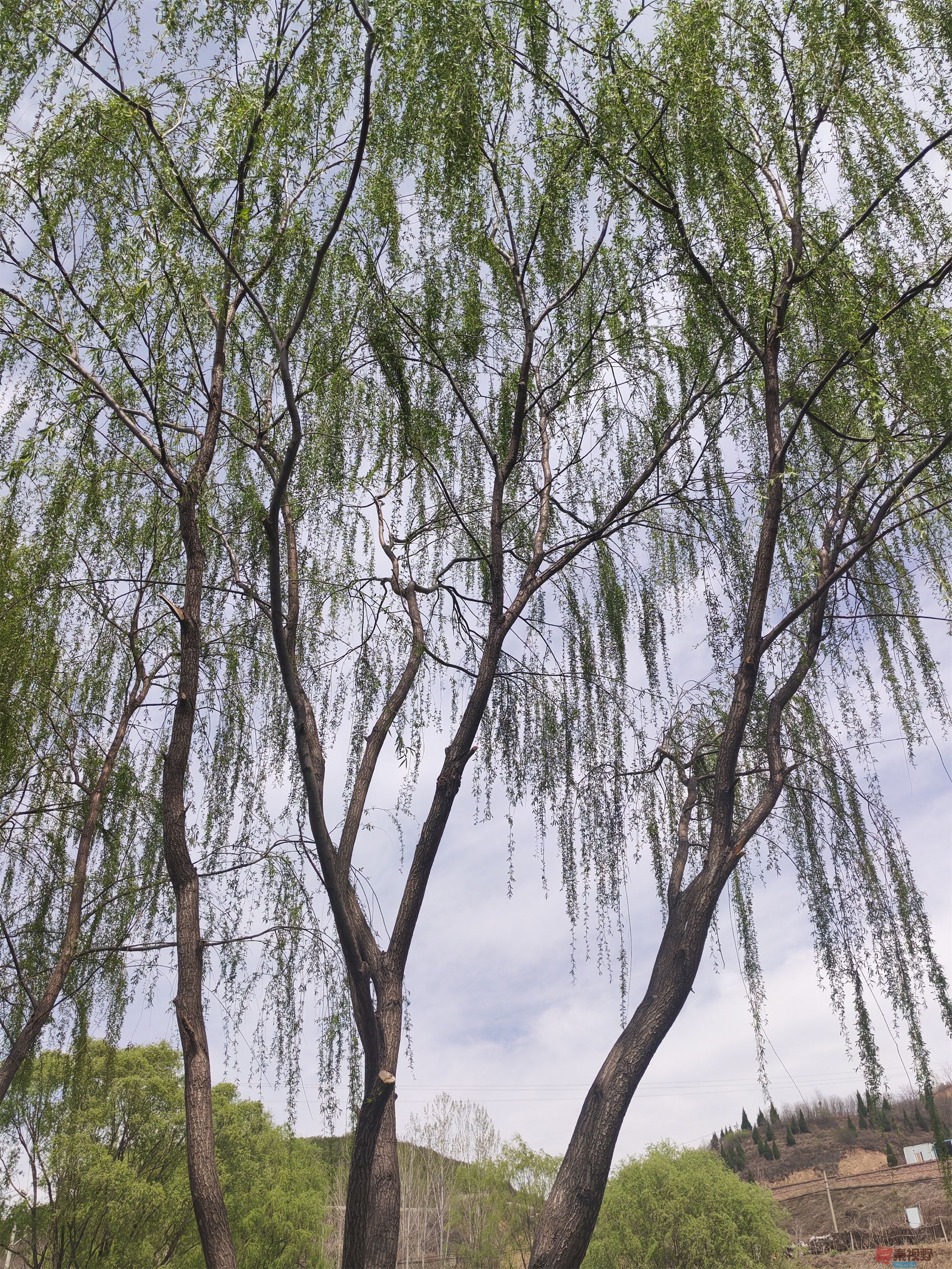 压缩MG_20250415_122635 (56).jpg