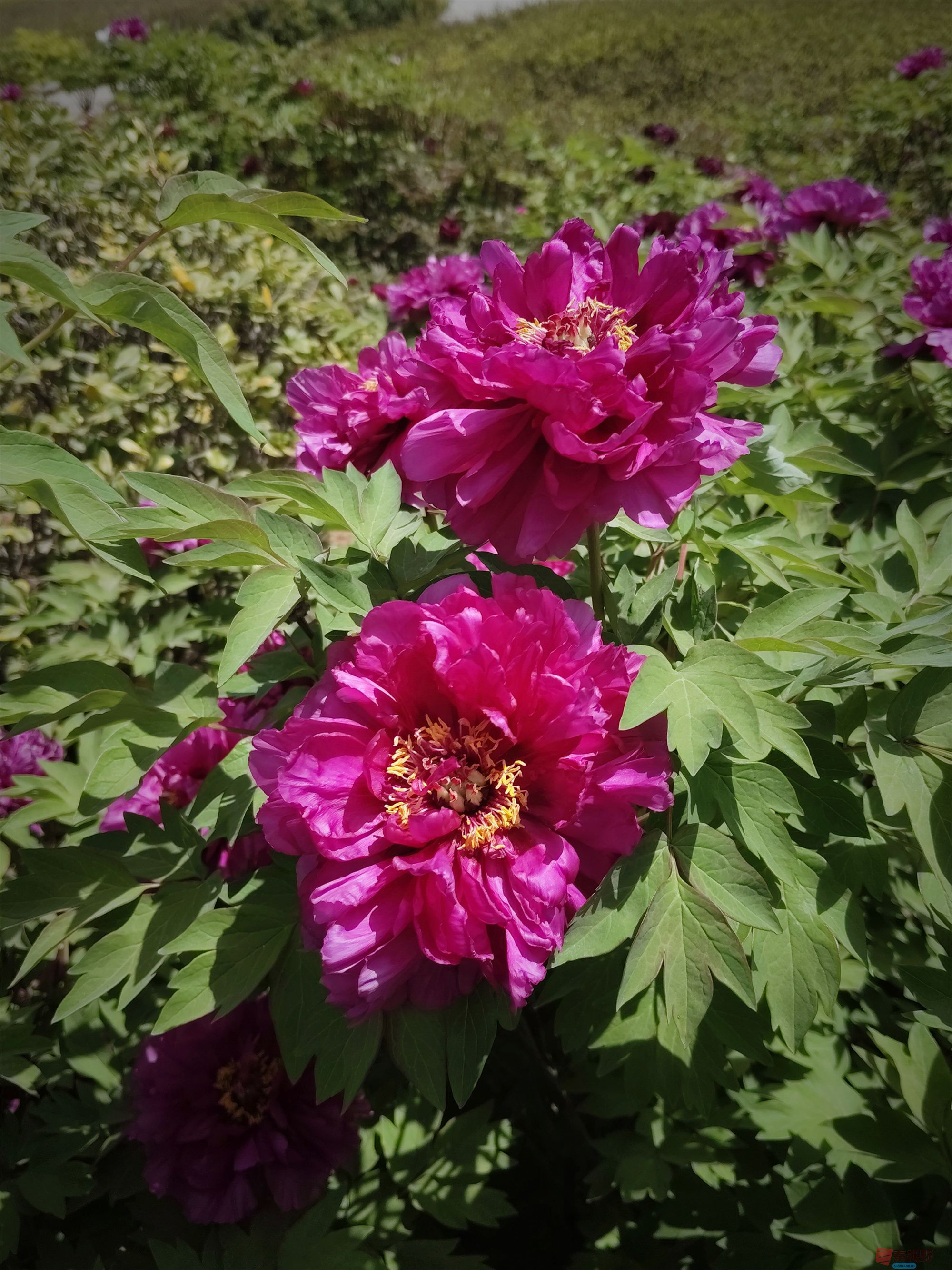 <strong>铜川植物园的牡丹花【摄影吕卫东】</strong>