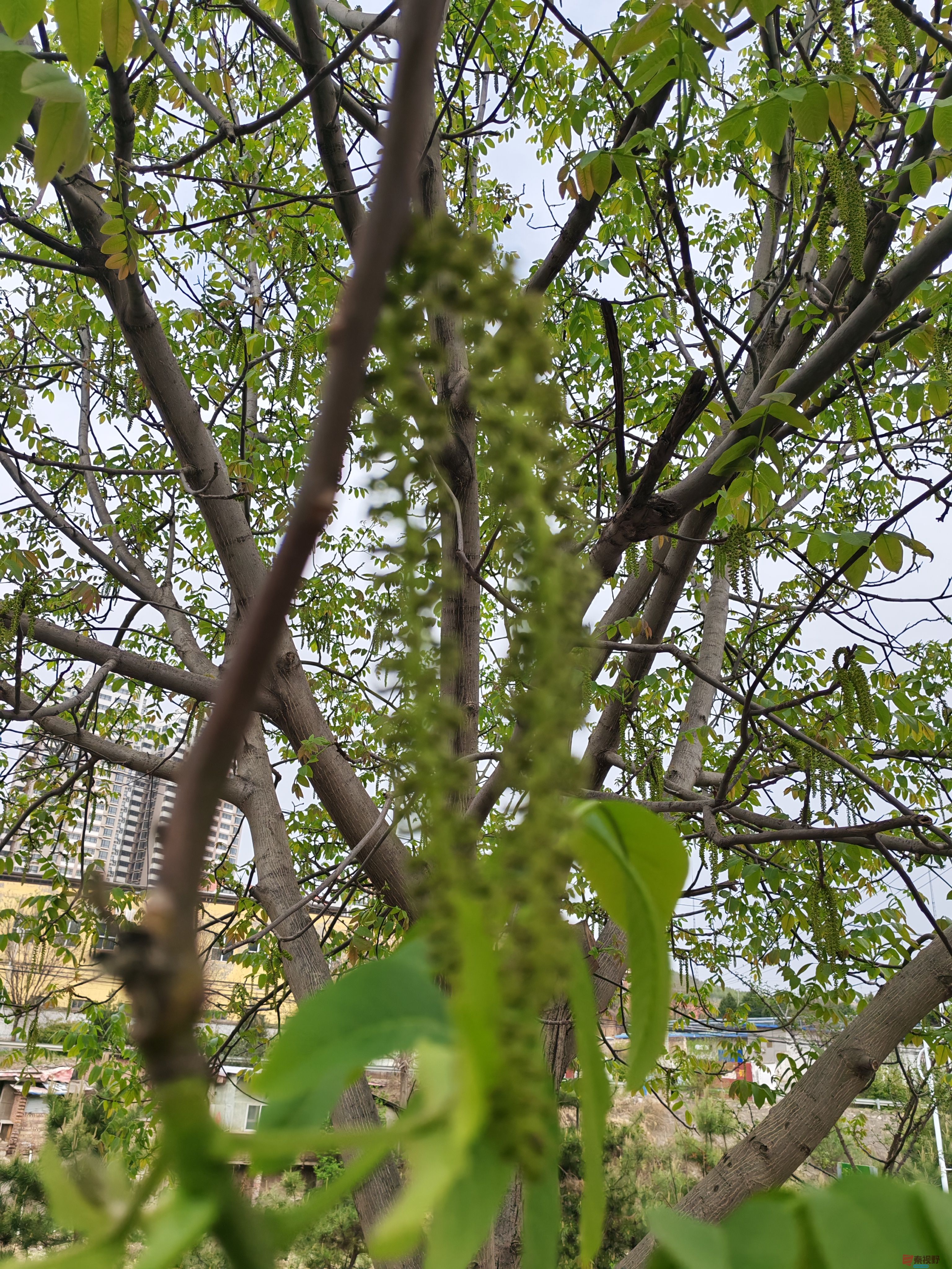 IMG_20250418_164152.jpg