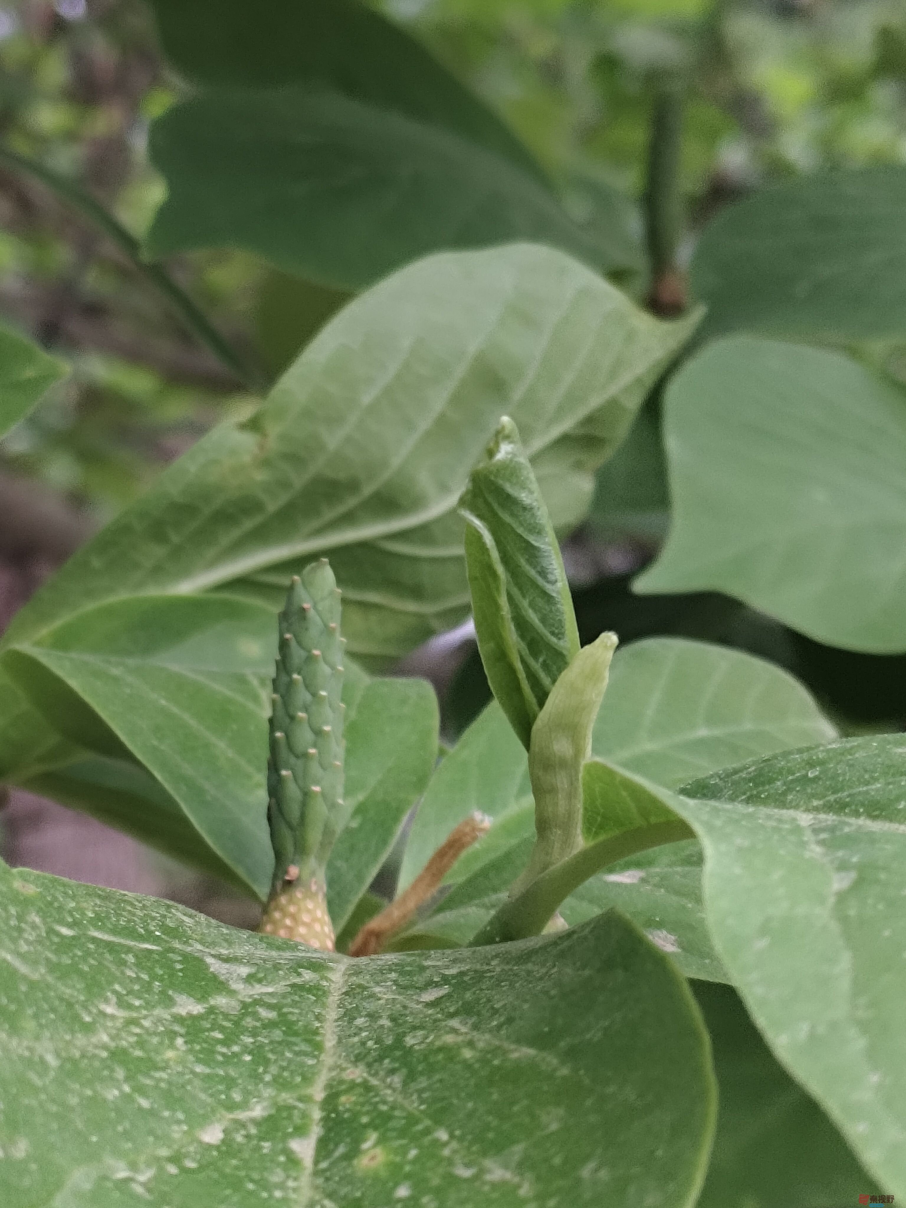 雨后玉兰花果【摄影吕卫东】
