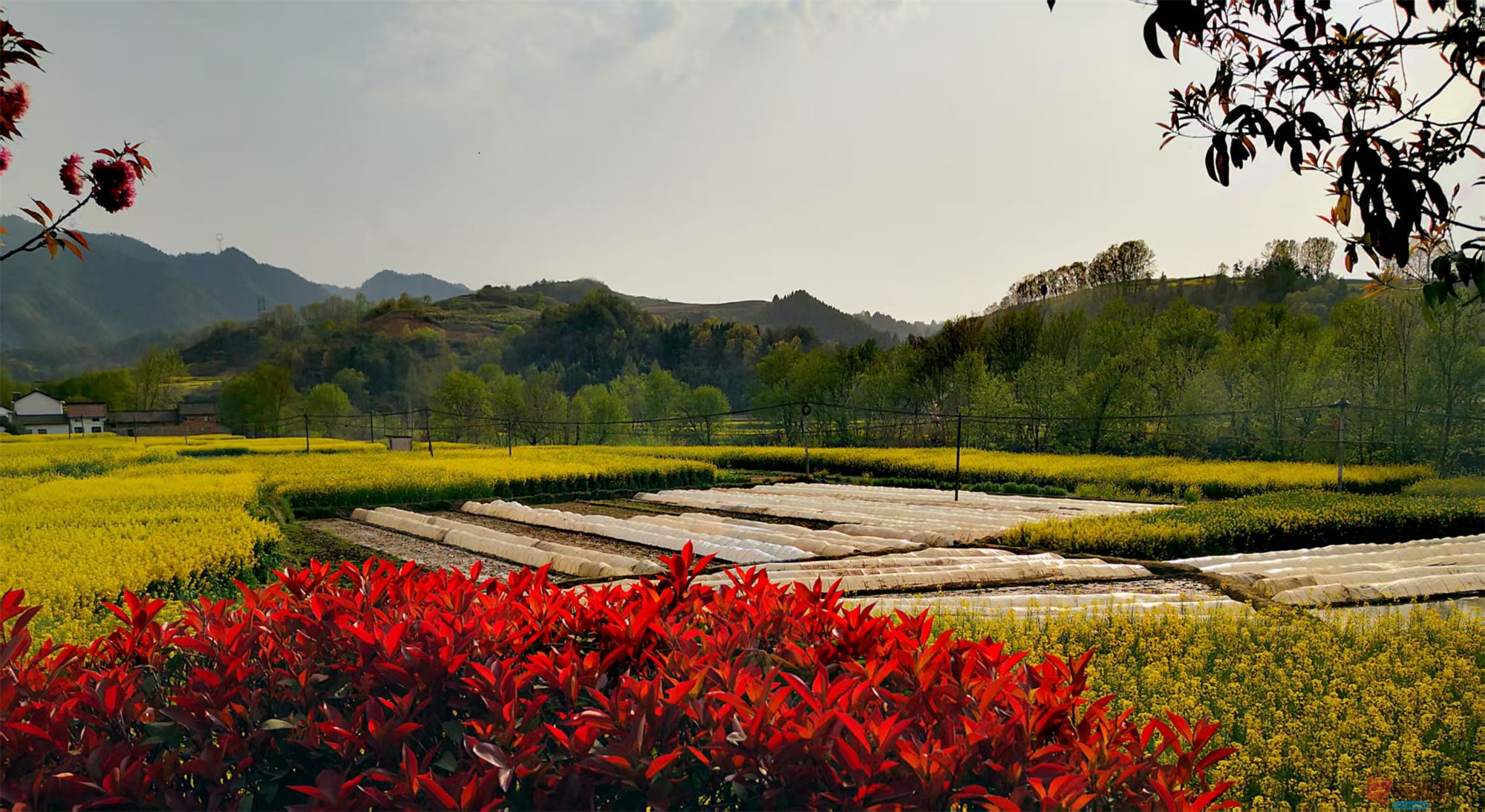 李雪平_20250425113735 (8).jpg