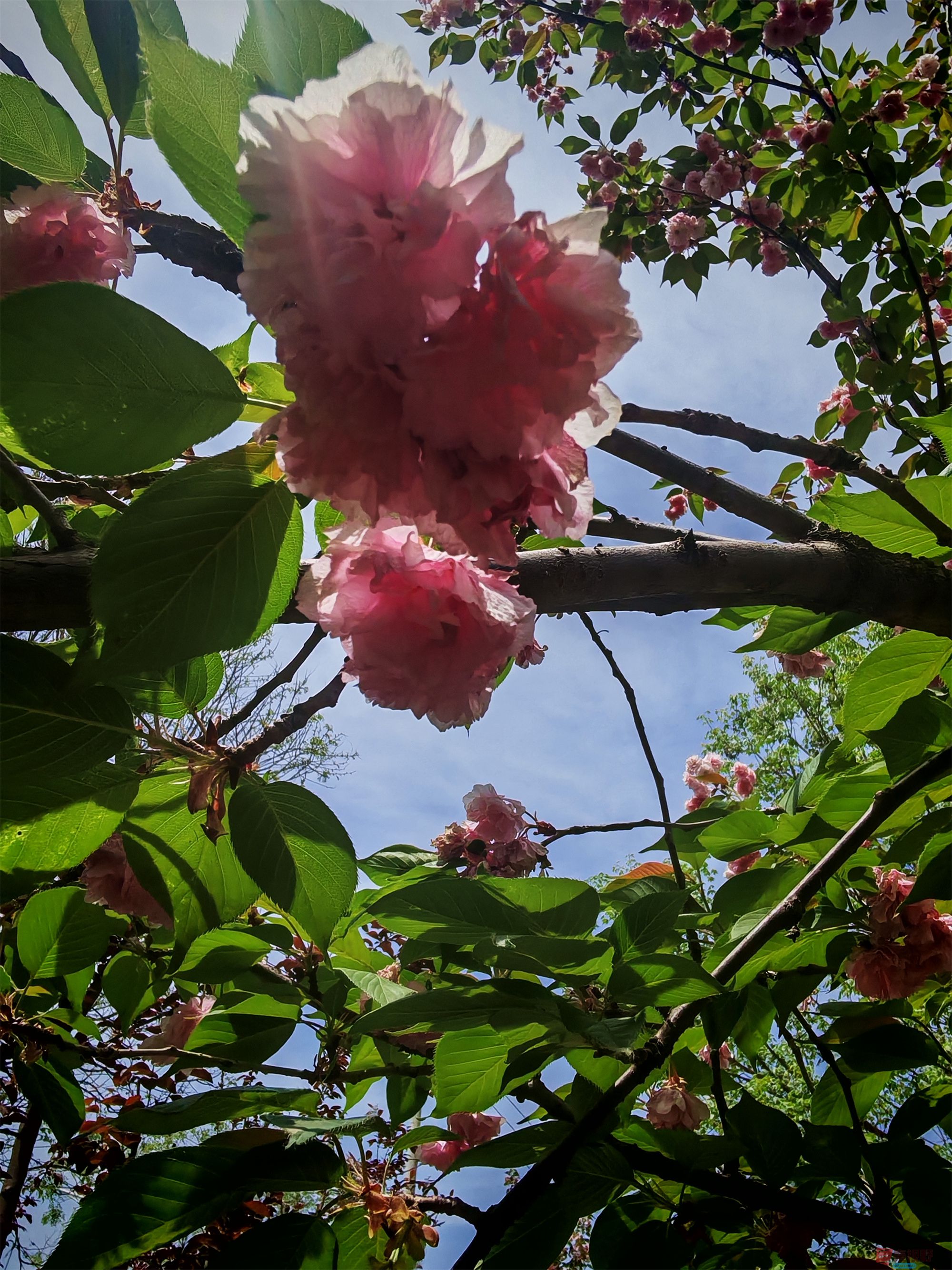 IMG_20250425_122459压缩 (100).jpg