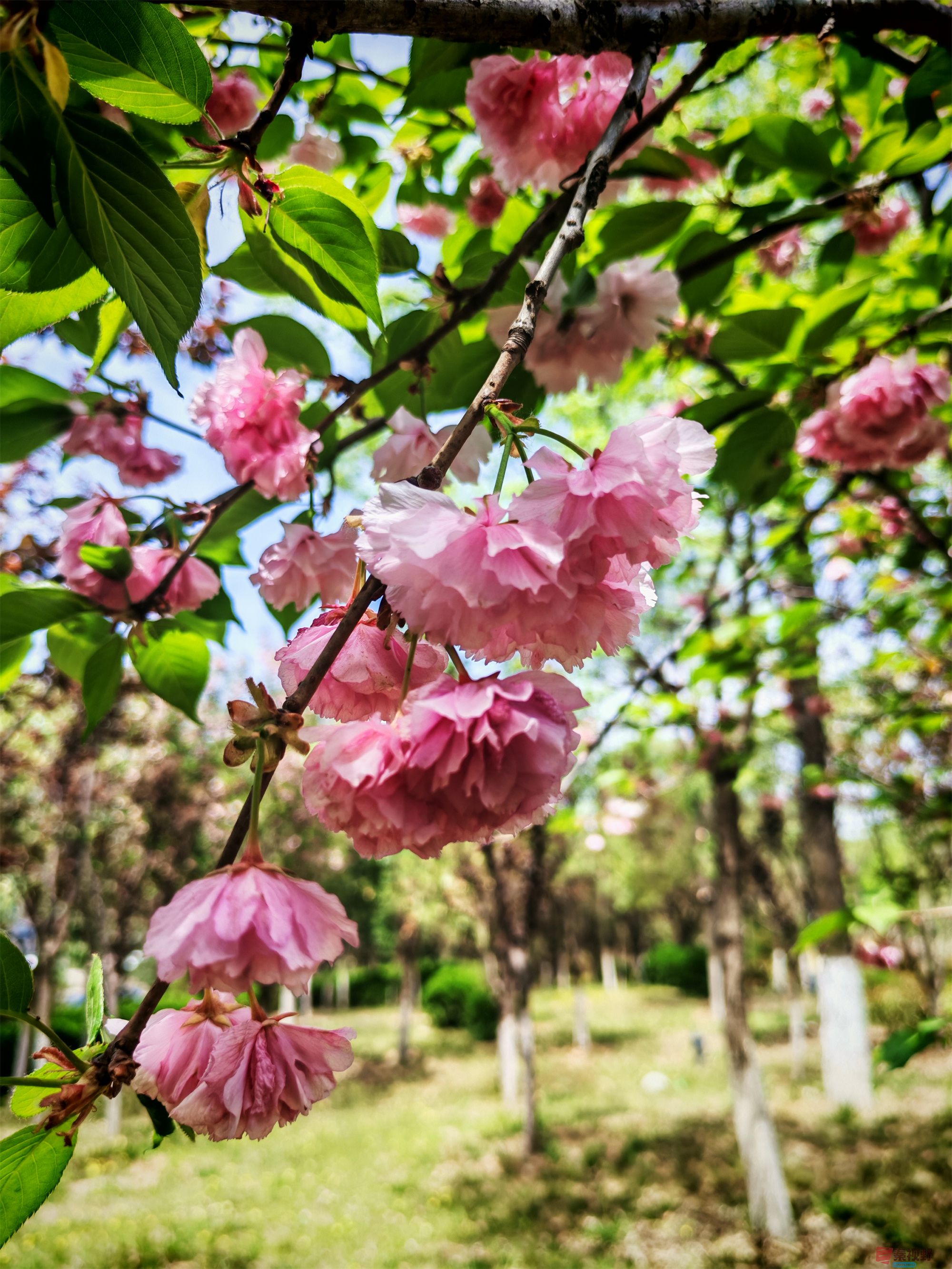 IMG_20250425_122459压缩 (99).jpg