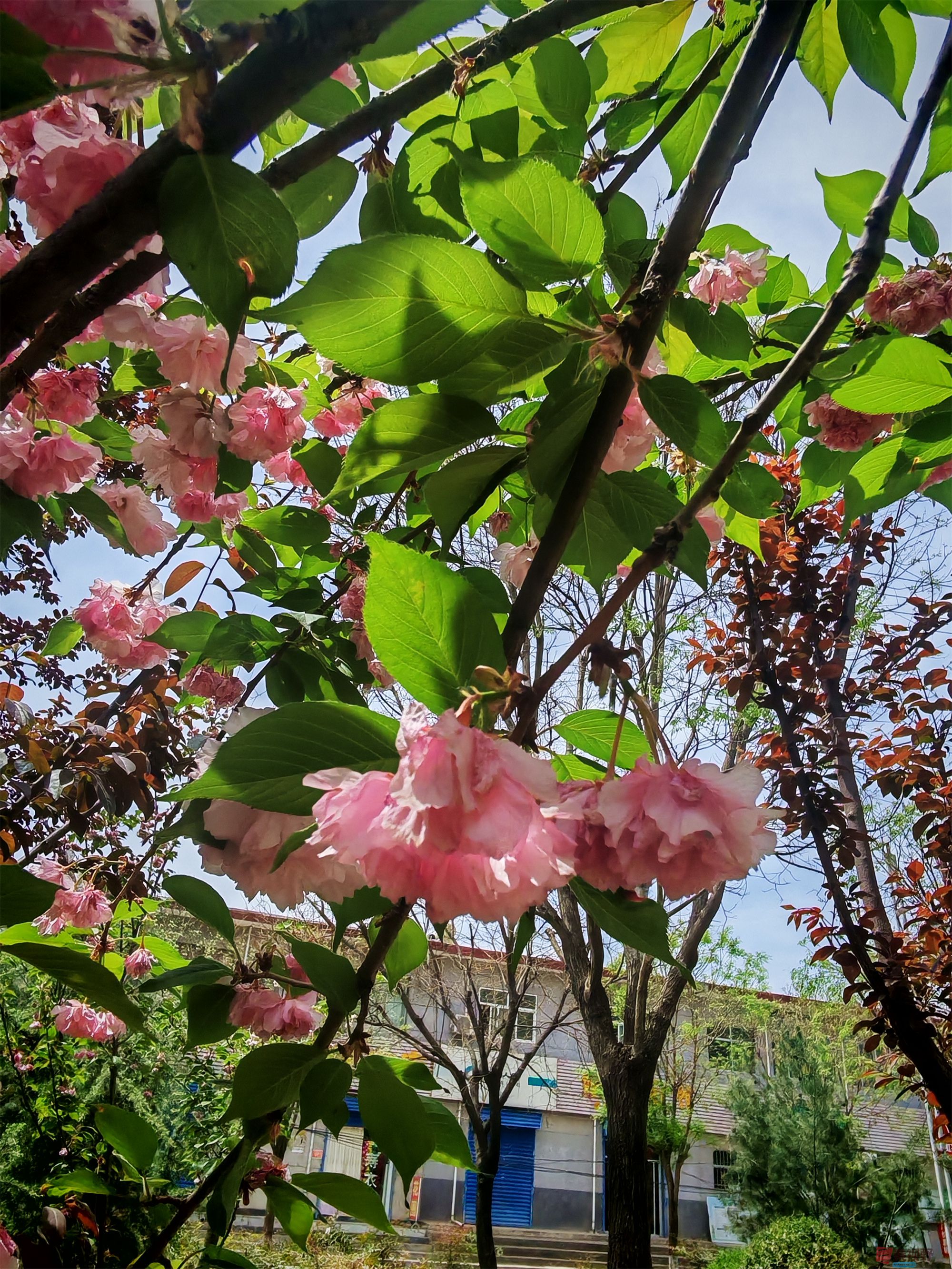 IMG_20250425_122459压缩 (101).jpg