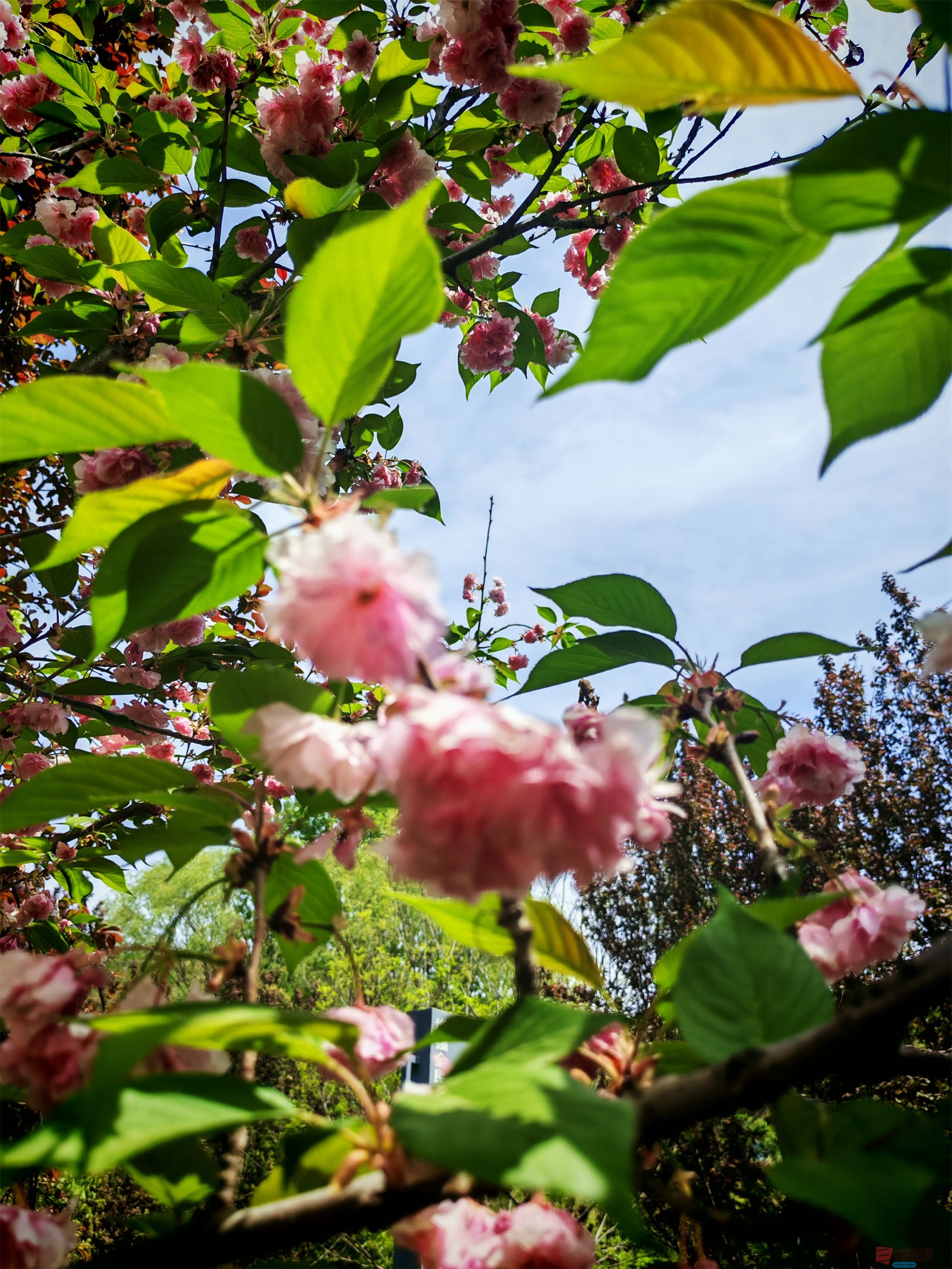 IMG_20250425_122459压缩 (106).jpg