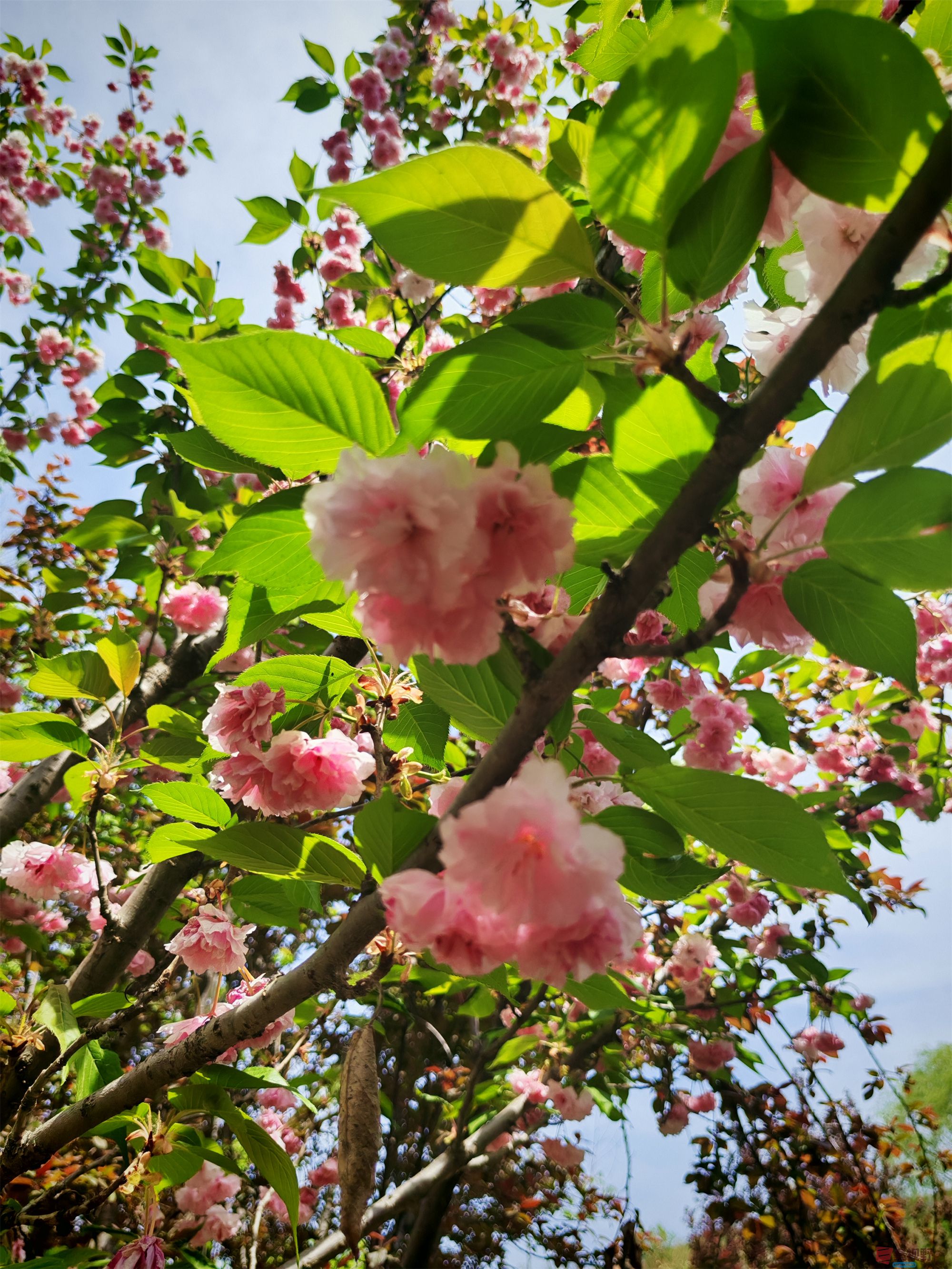 IMG_20250425_122459压缩 (109).jpg