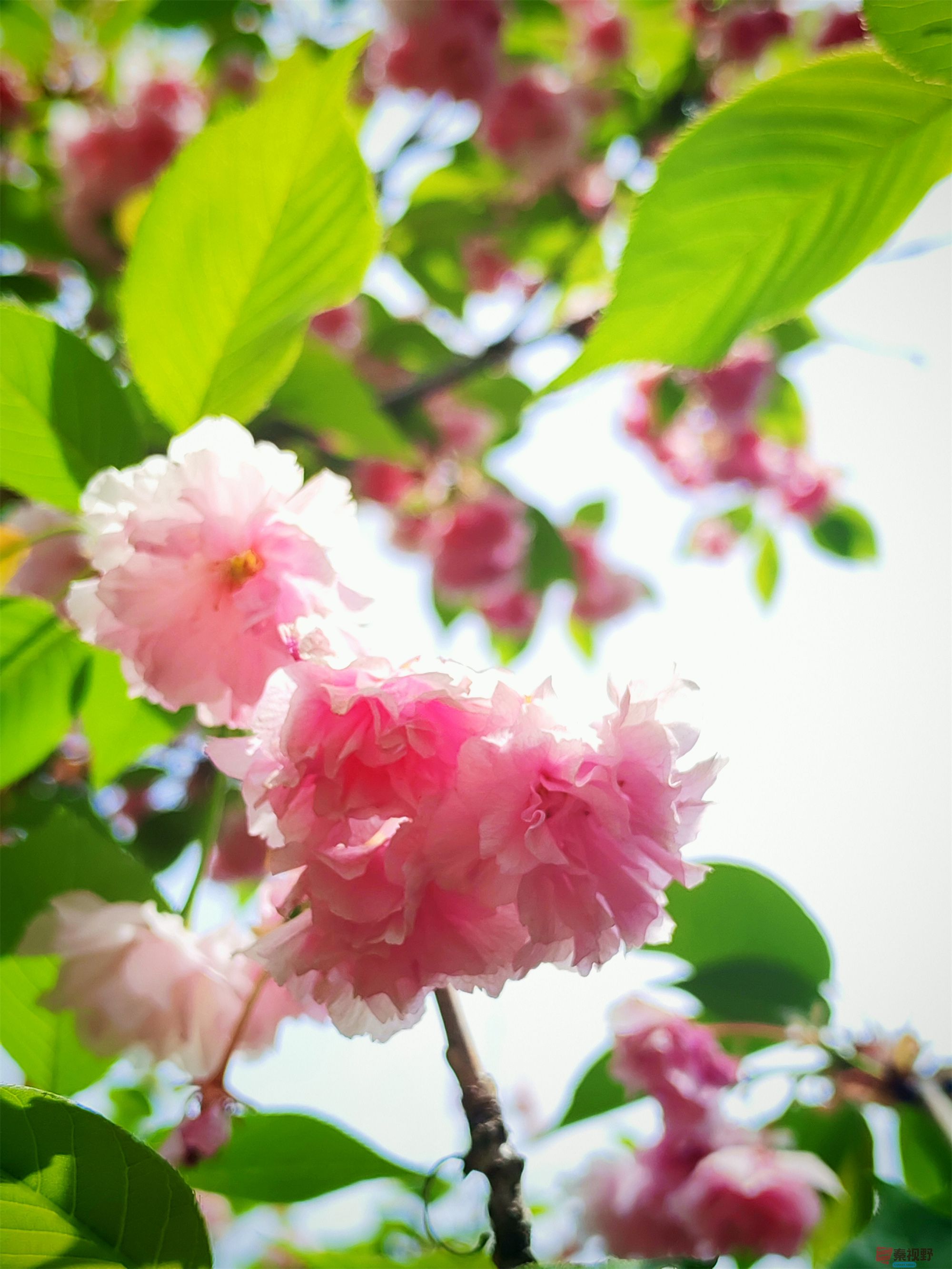 IMG_20250425_122459压缩 (110).jpg