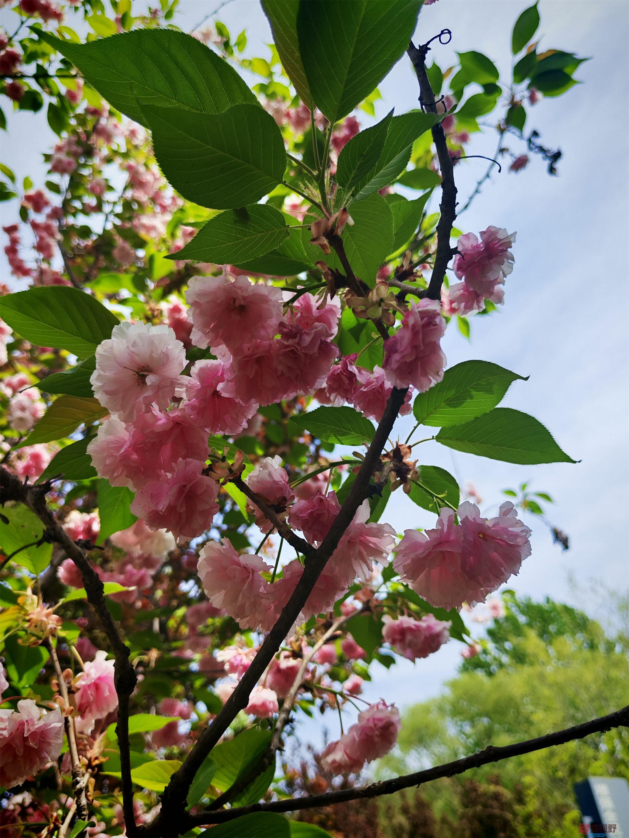 IMG_20250425_122459压缩 (111).jpg