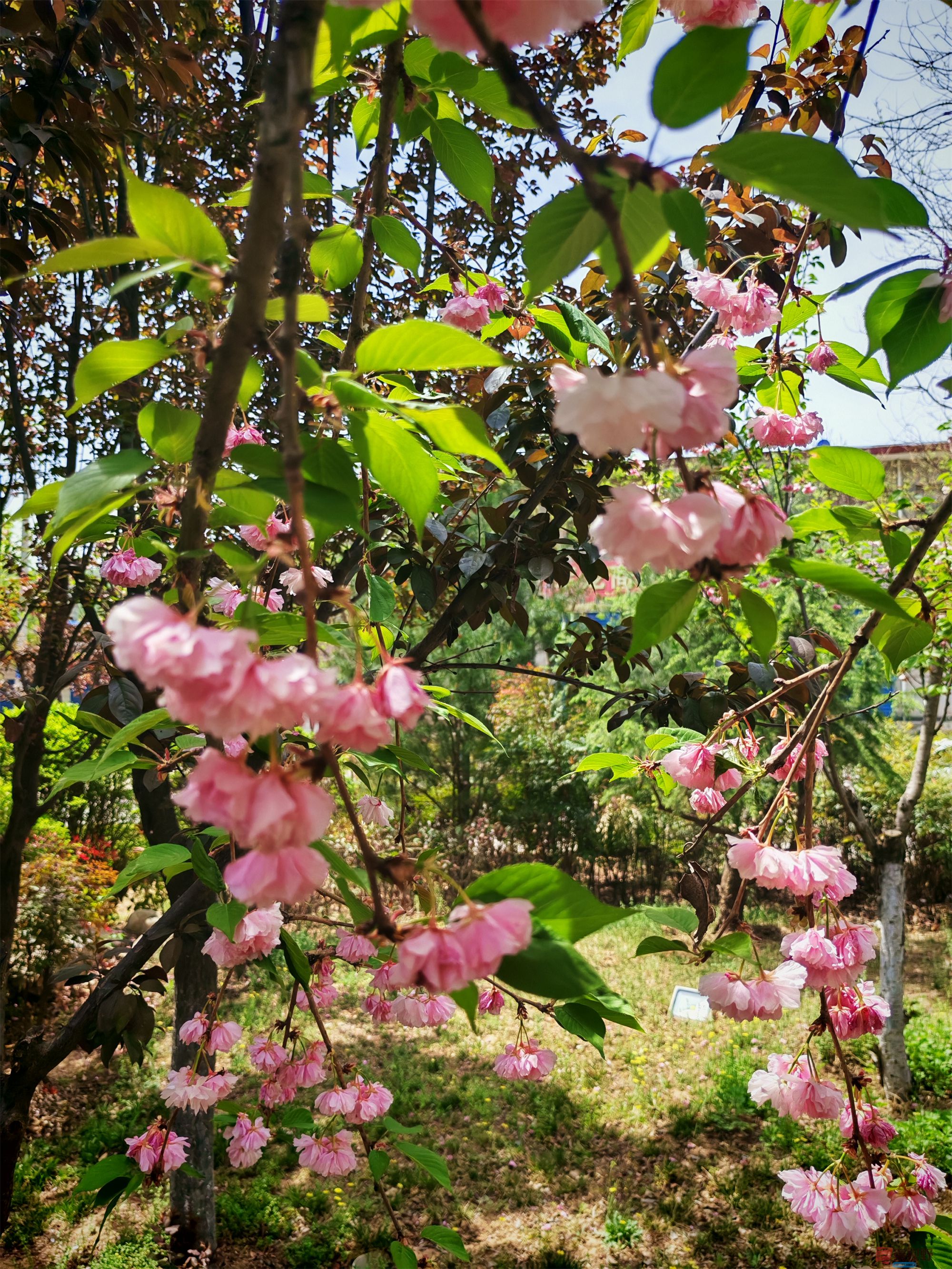 IMG_20250425_122459压缩 (113).jpg