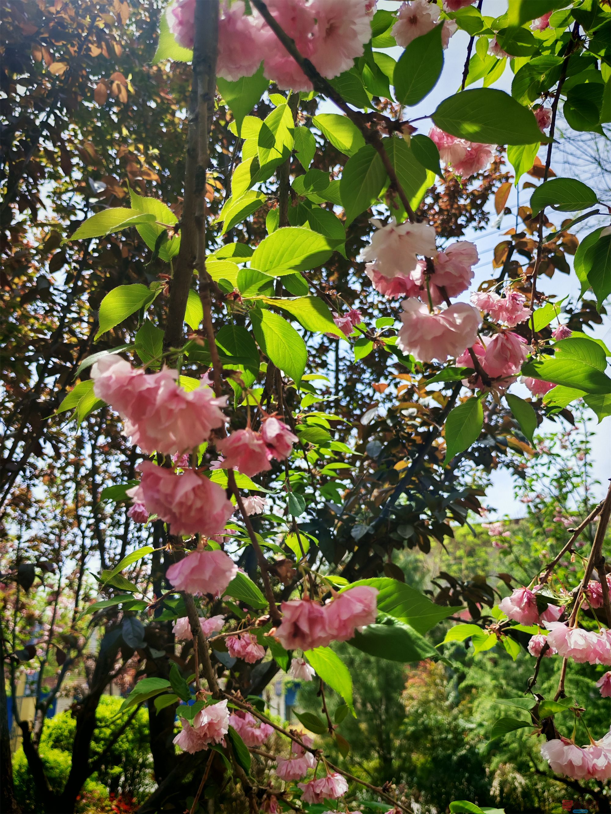 IMG_20250425_122459压缩 (114).jpg