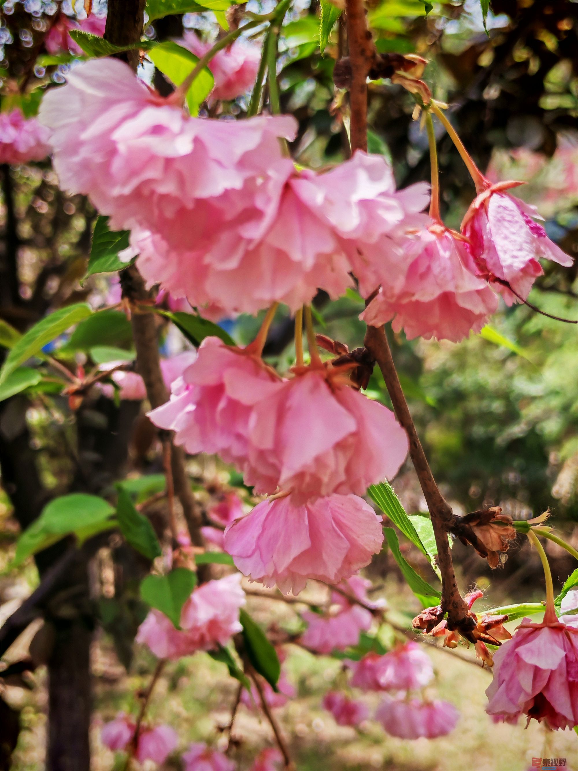 IMG_20250425_122459压缩 (115).jpg