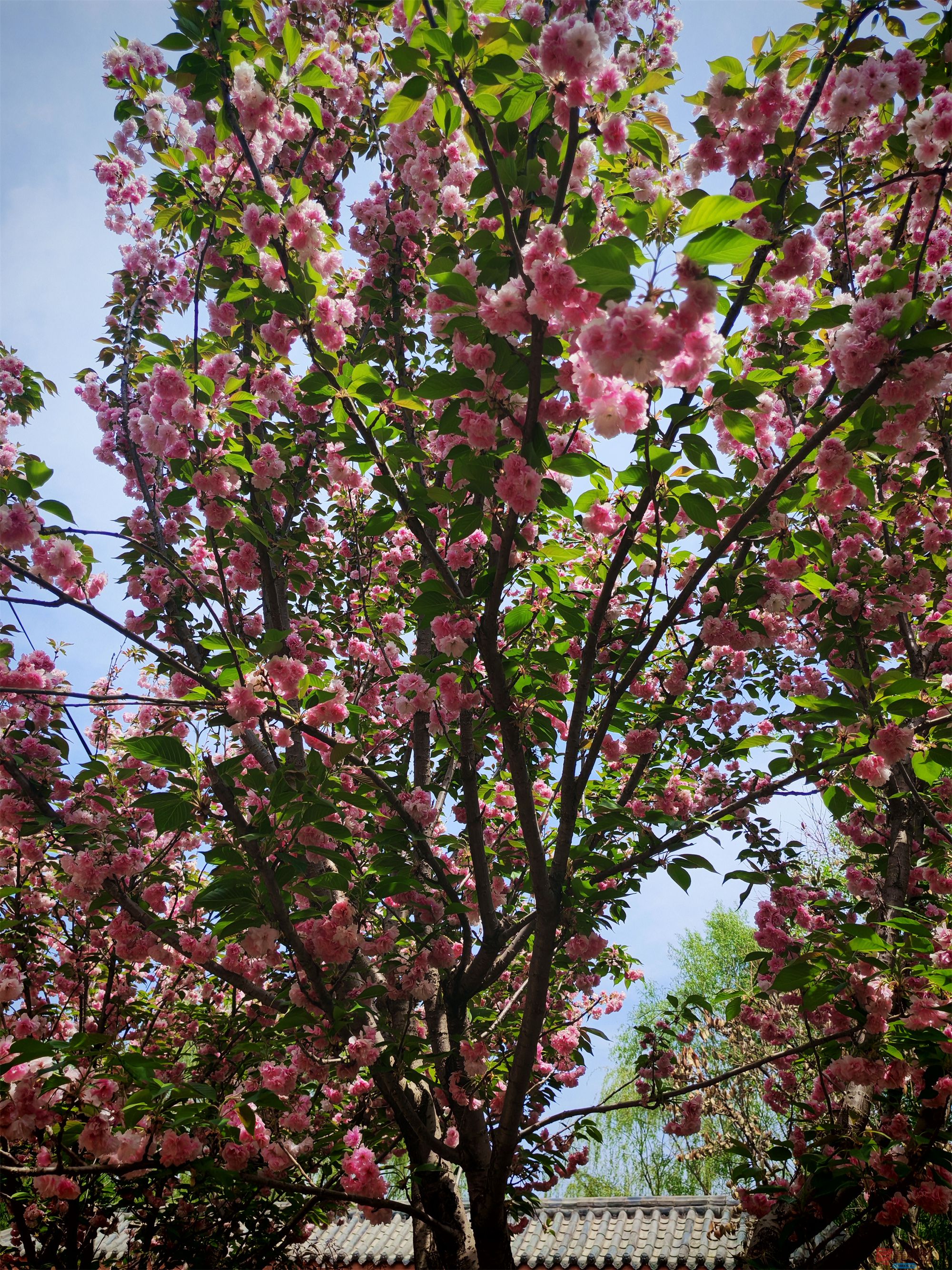 IMG_20250425_122459压缩 (153).jpg