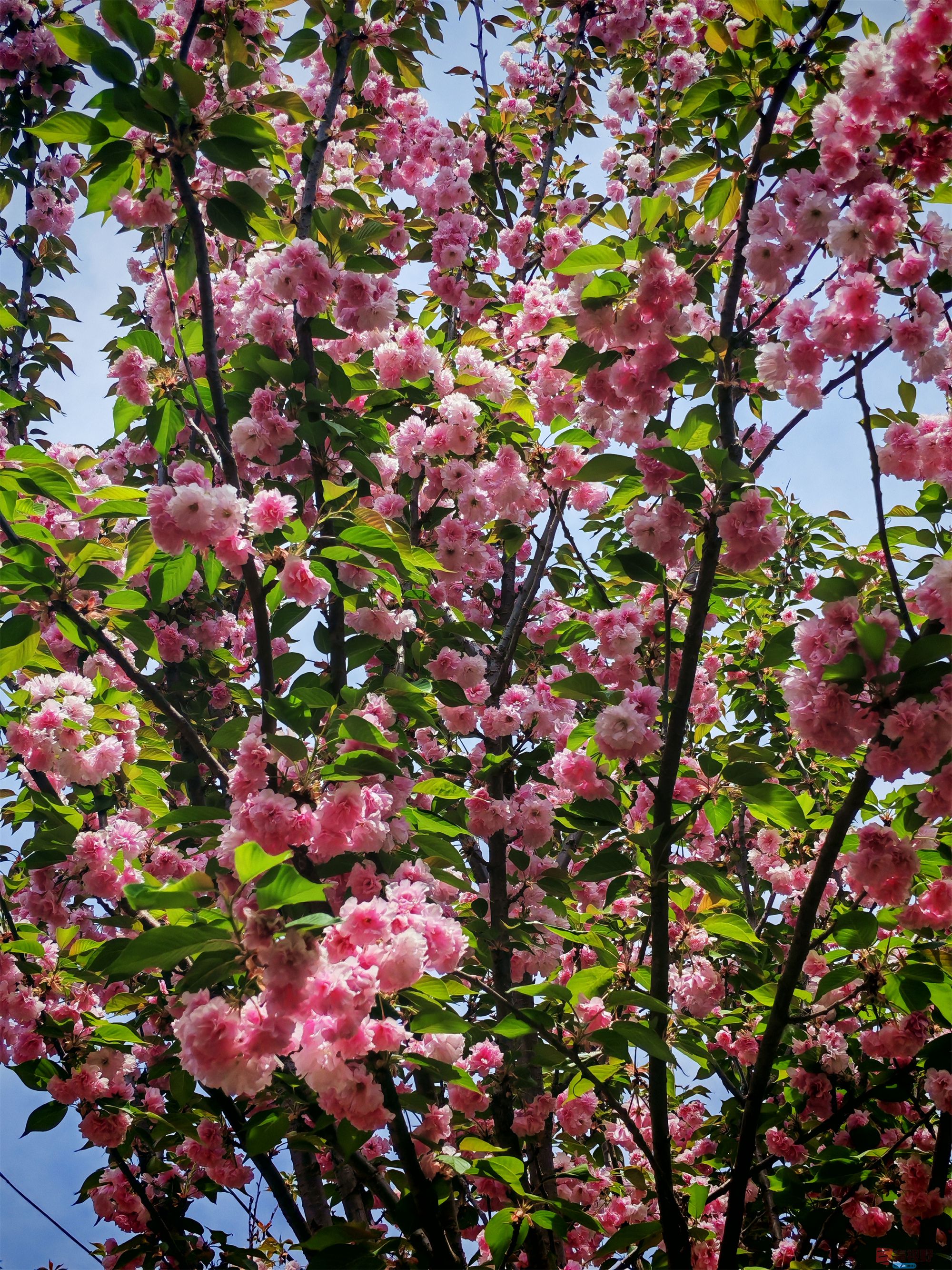 IMG_20250425_122459压缩 (152).jpg
