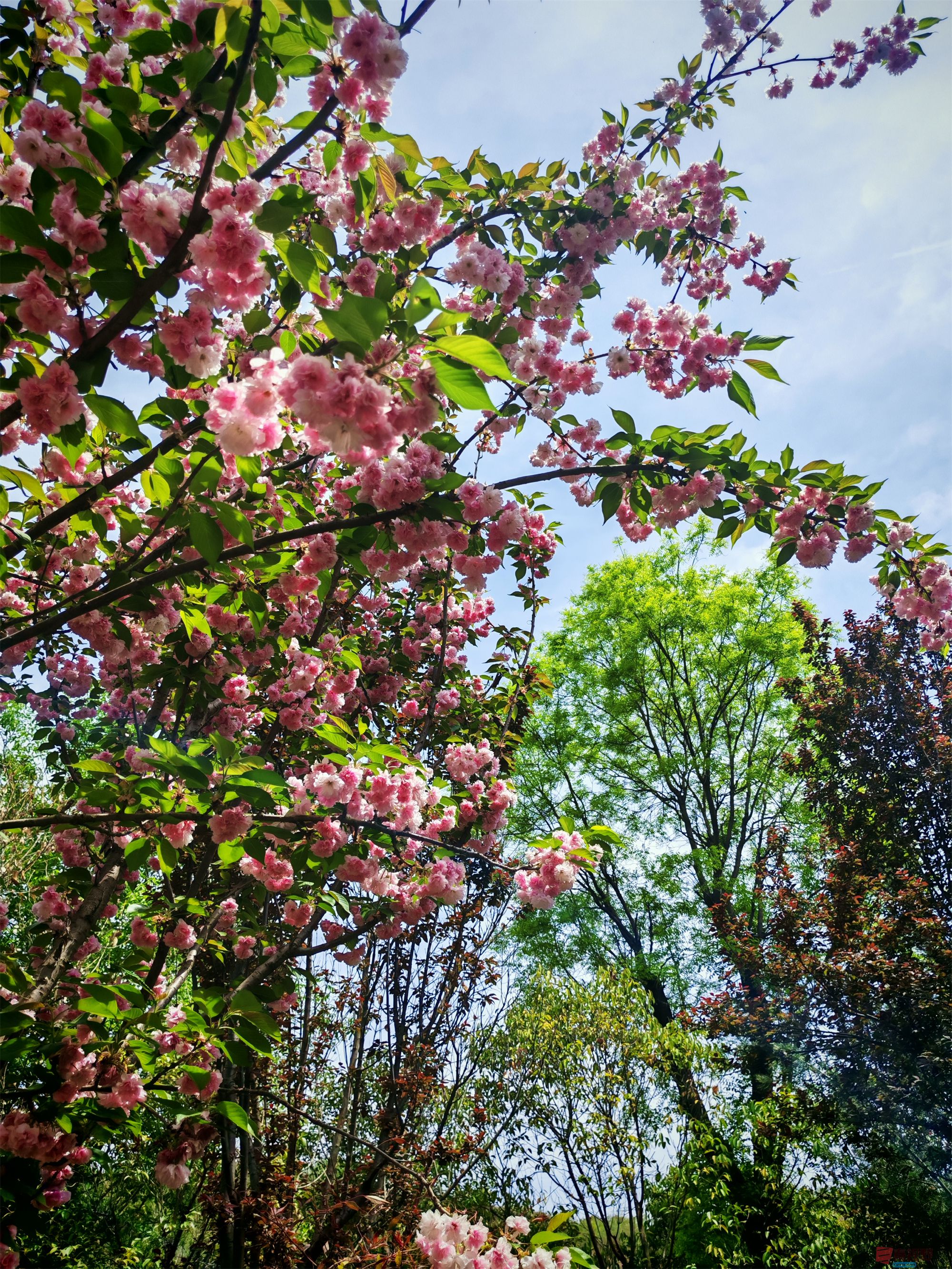 IMG_20250425_122459压缩 (154).jpg