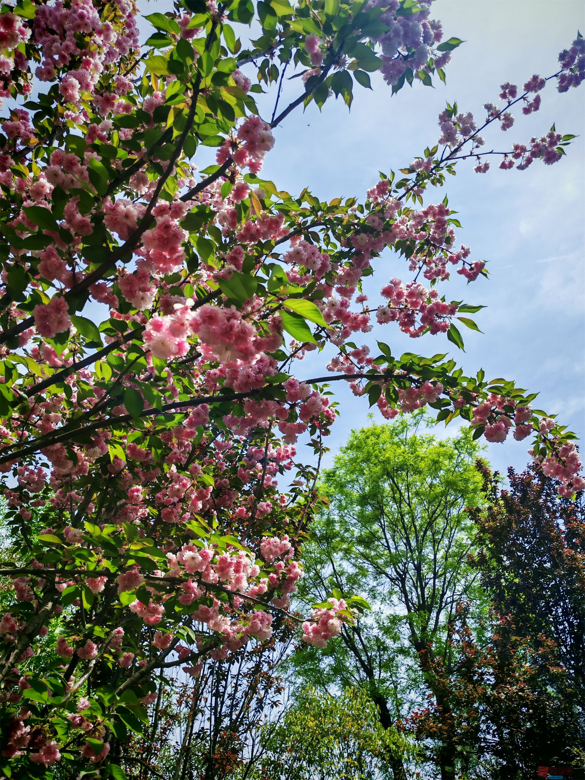 IMG_20250425_122459压缩 (155).jpg