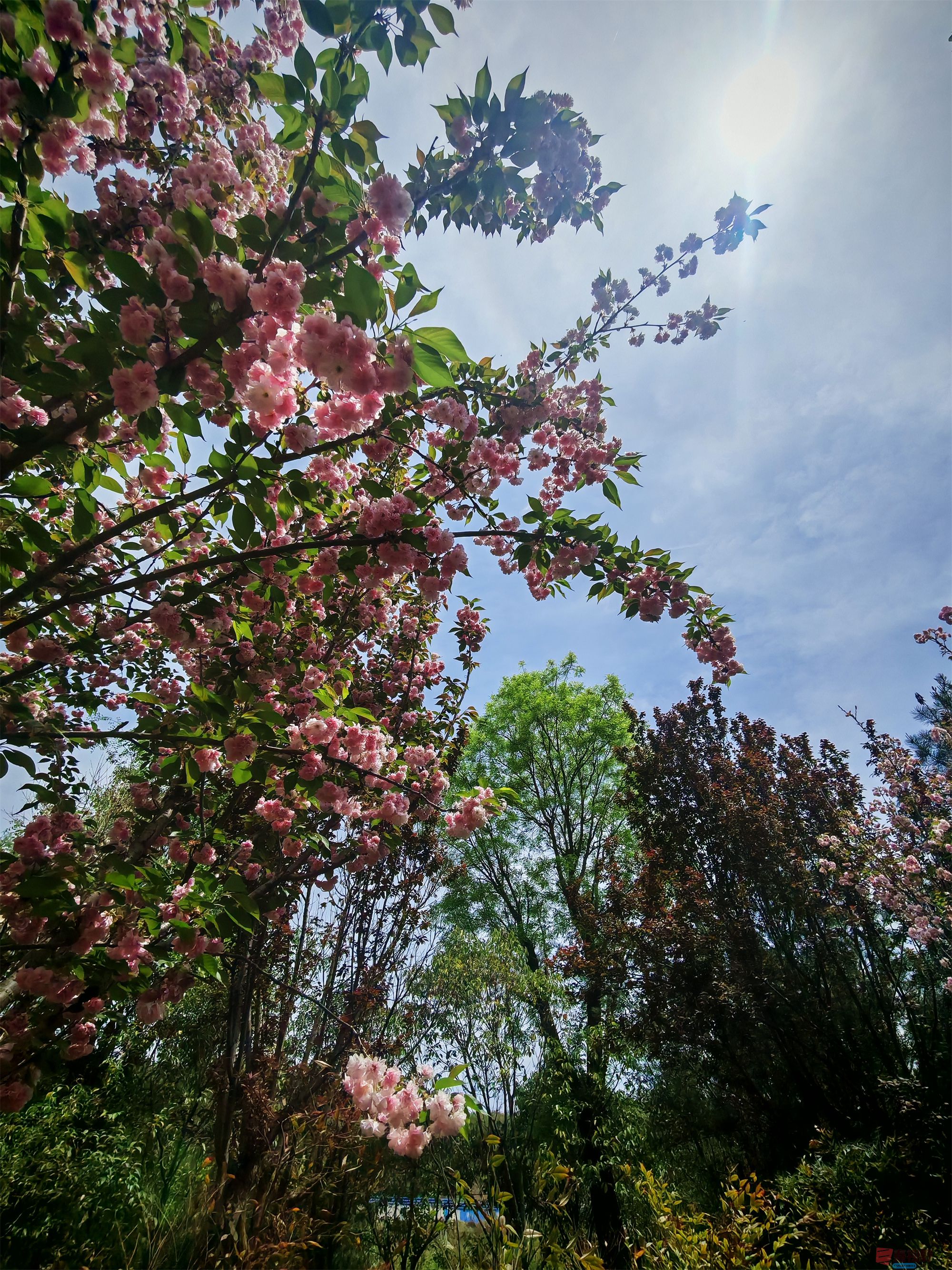 IMG_20250425_122459压缩 (157).jpg