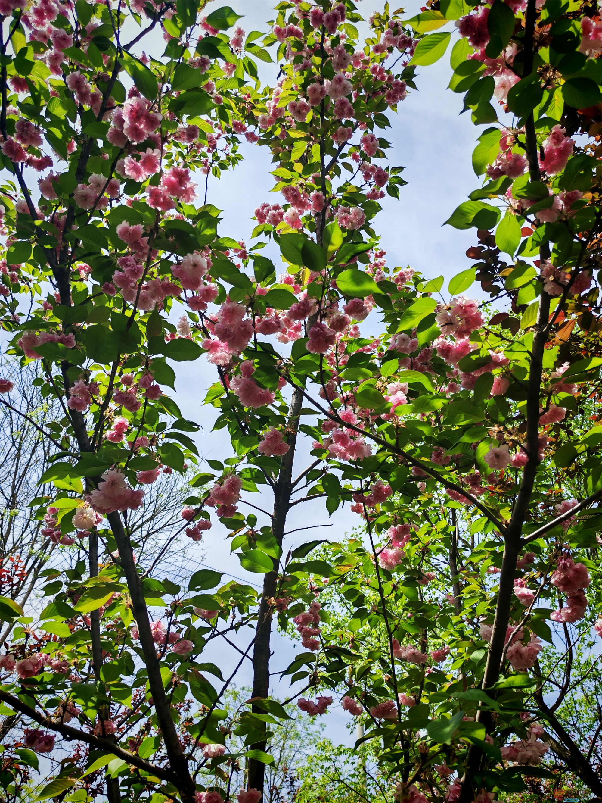 IMG_20250425_122459压缩 (119).jpg