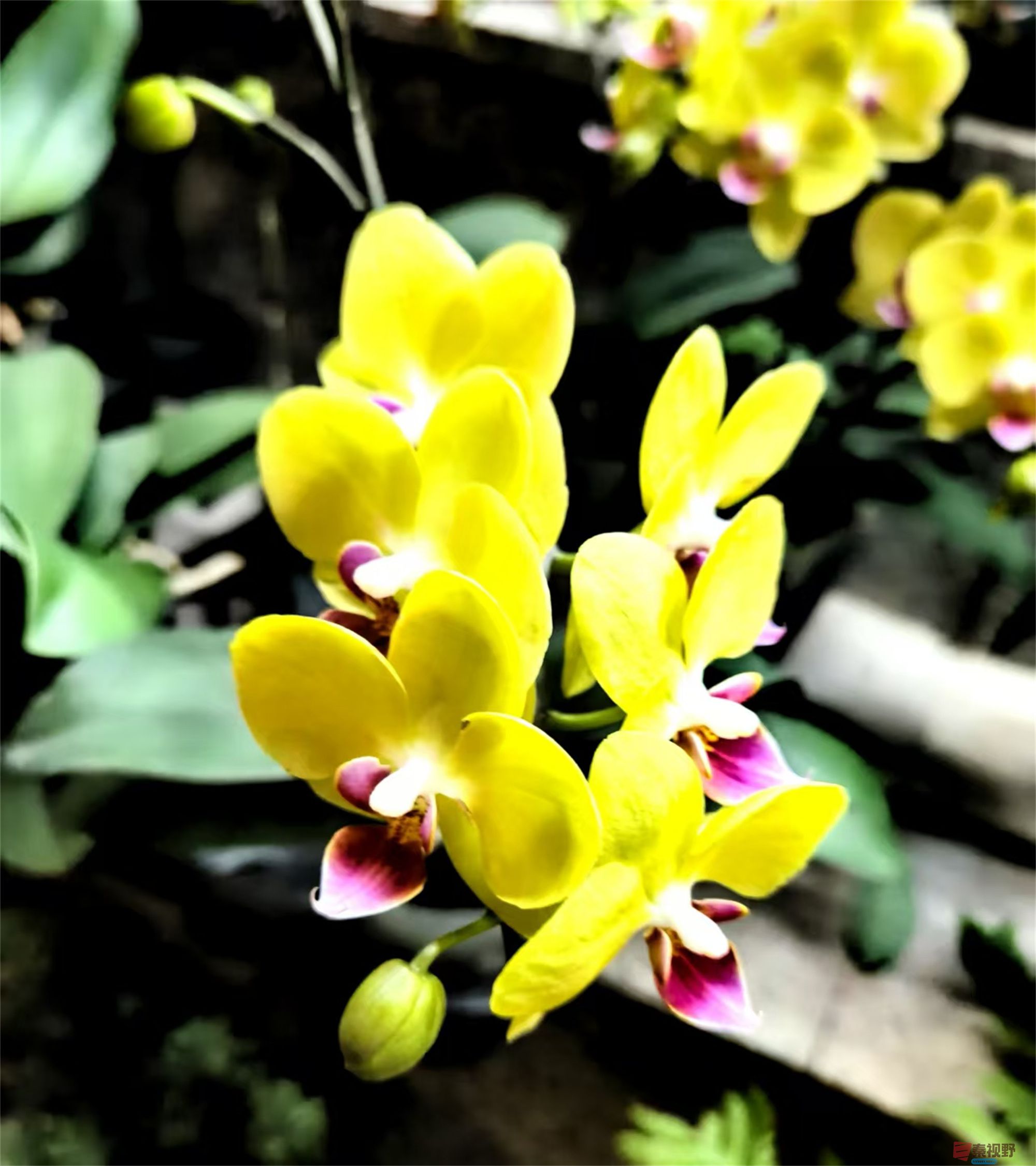 春天里的花儿【摄影王耀林】